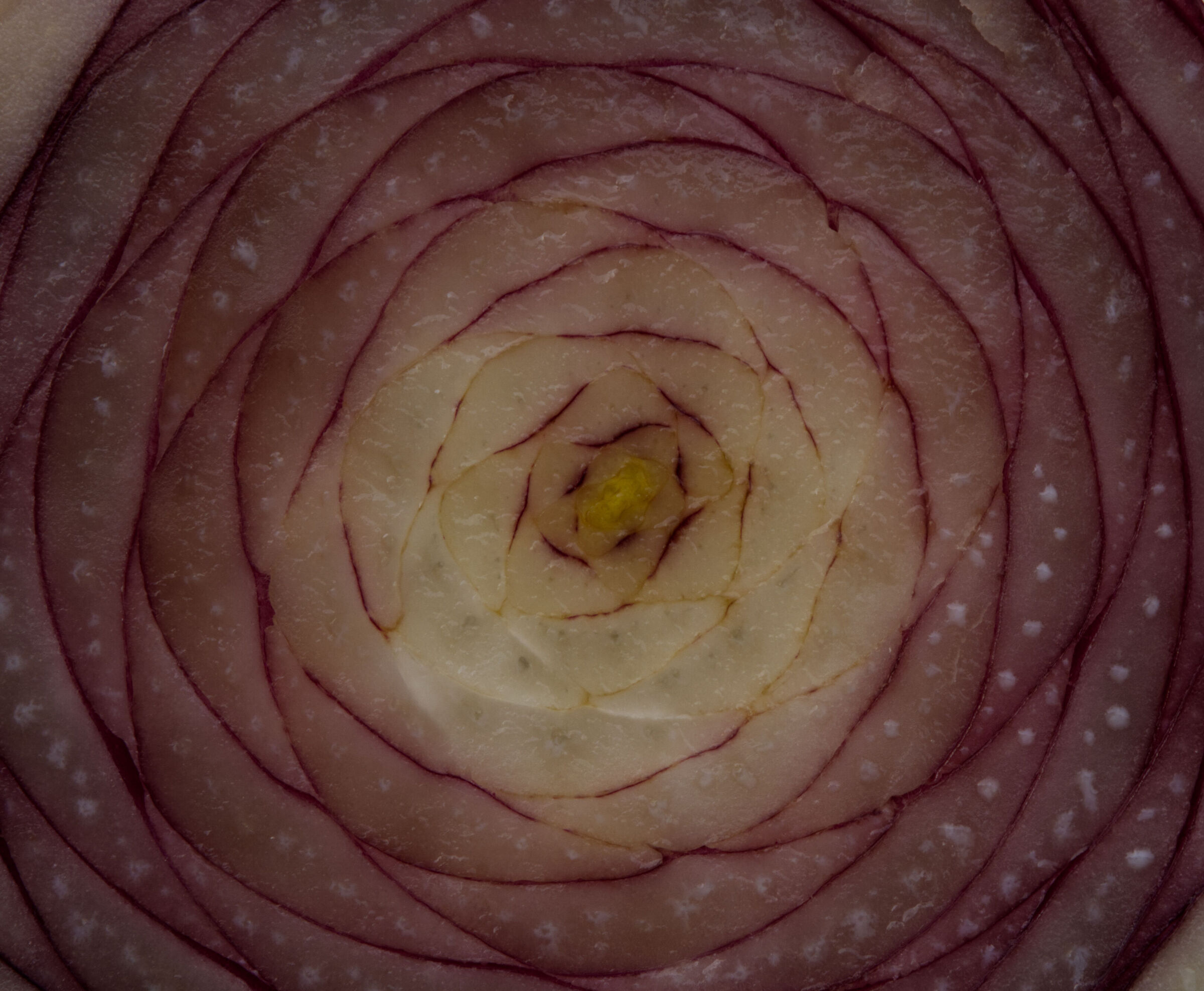 Radicchio