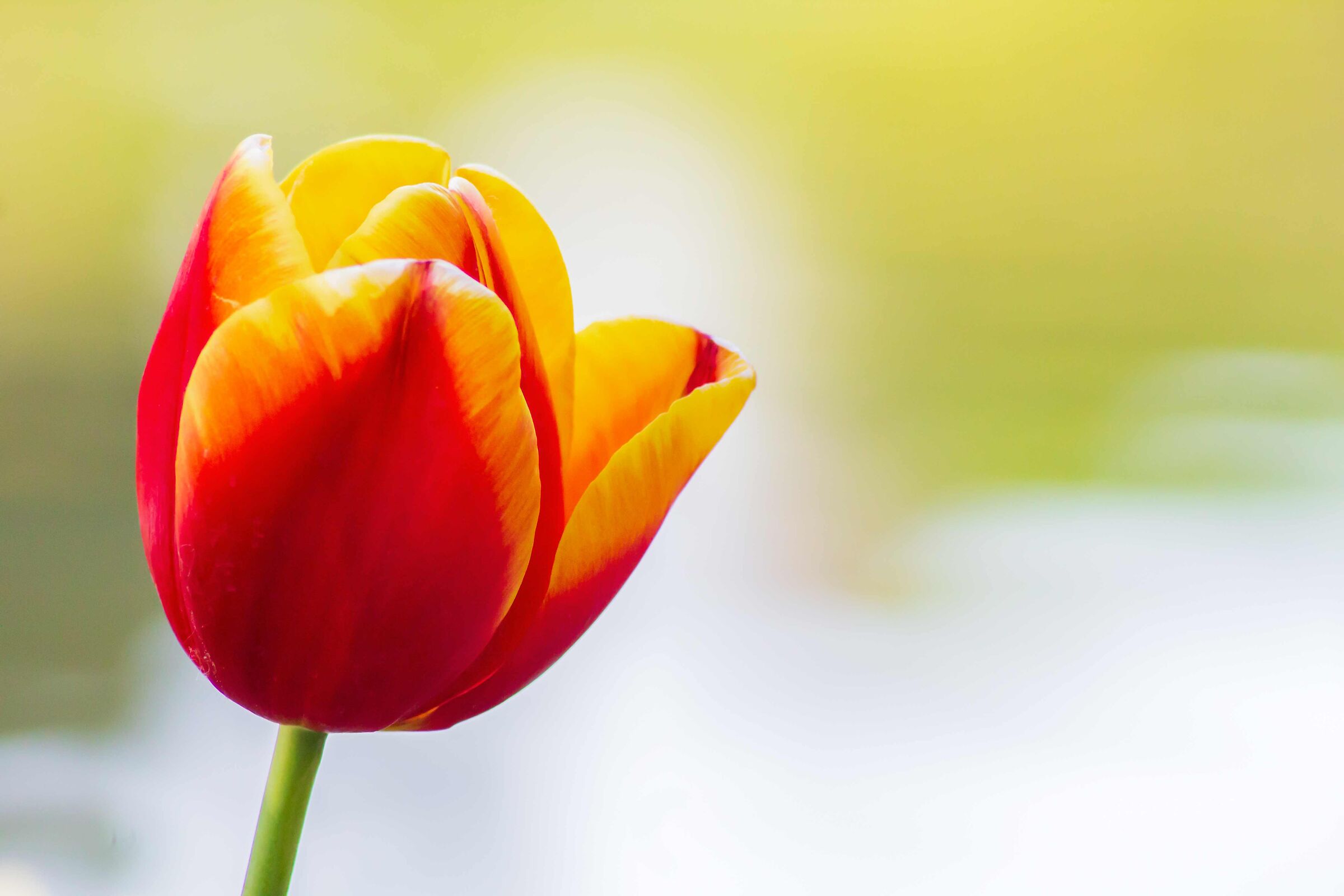 Red and yellow tulip
