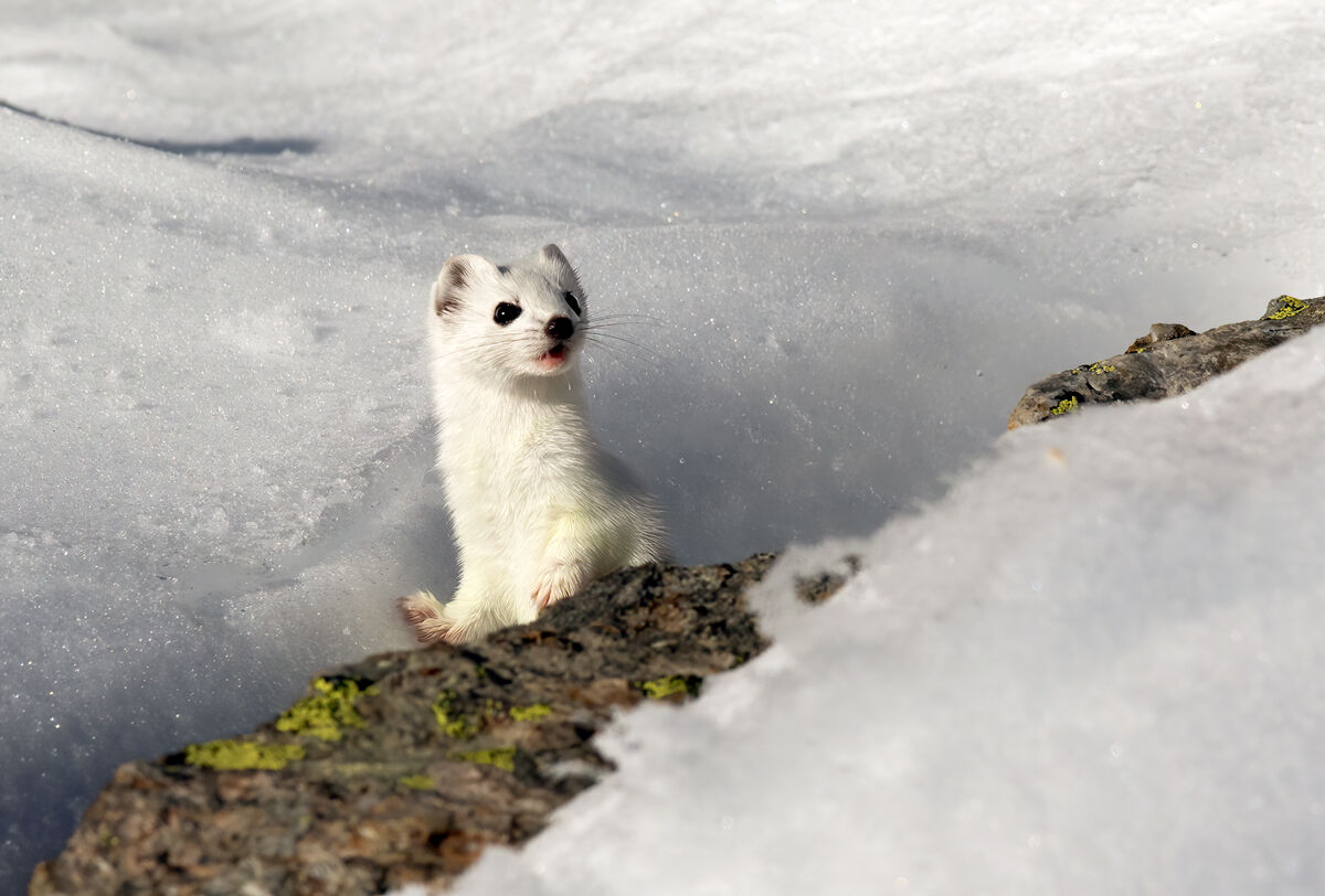 Ermine 3