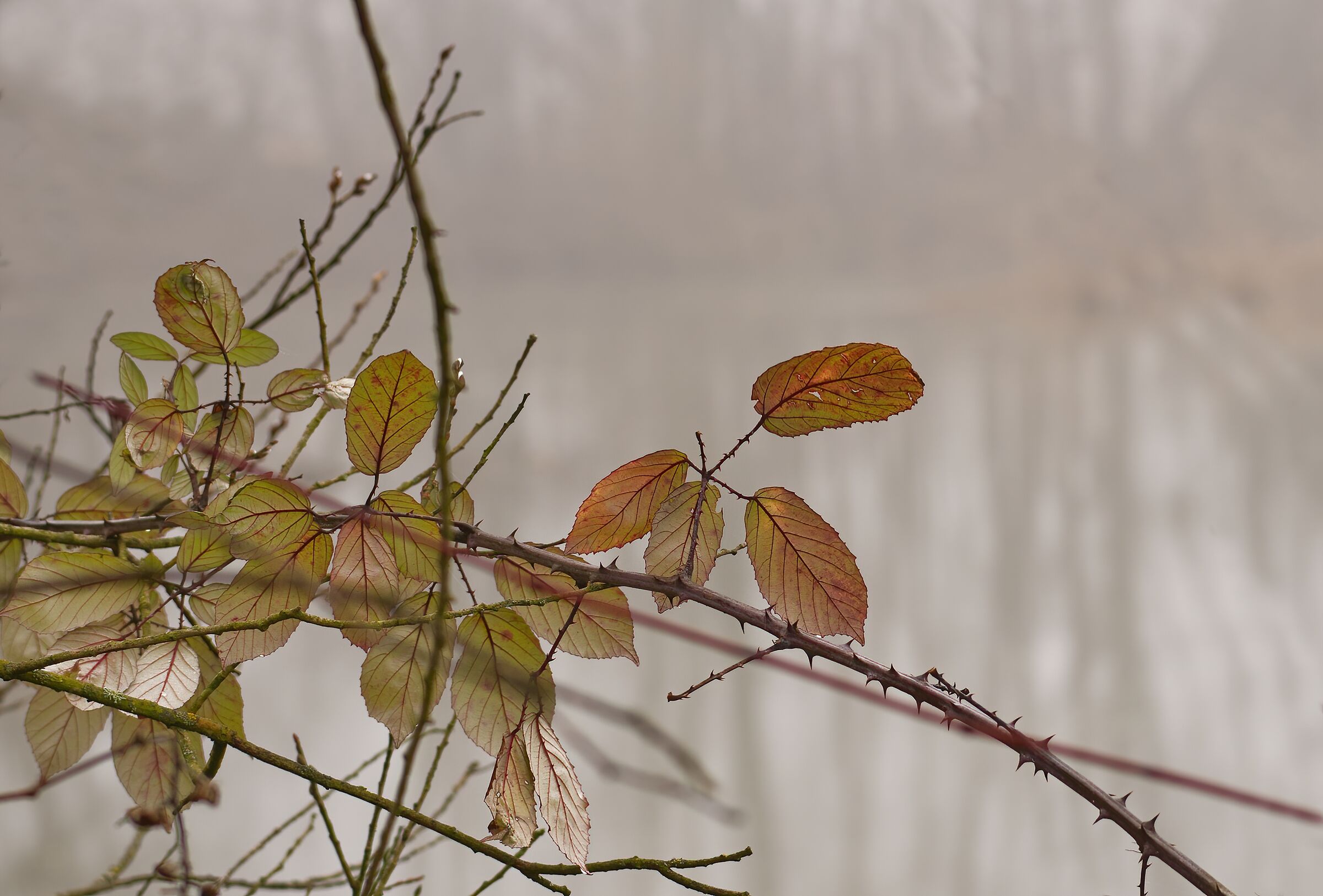 Spring pops up in the fog