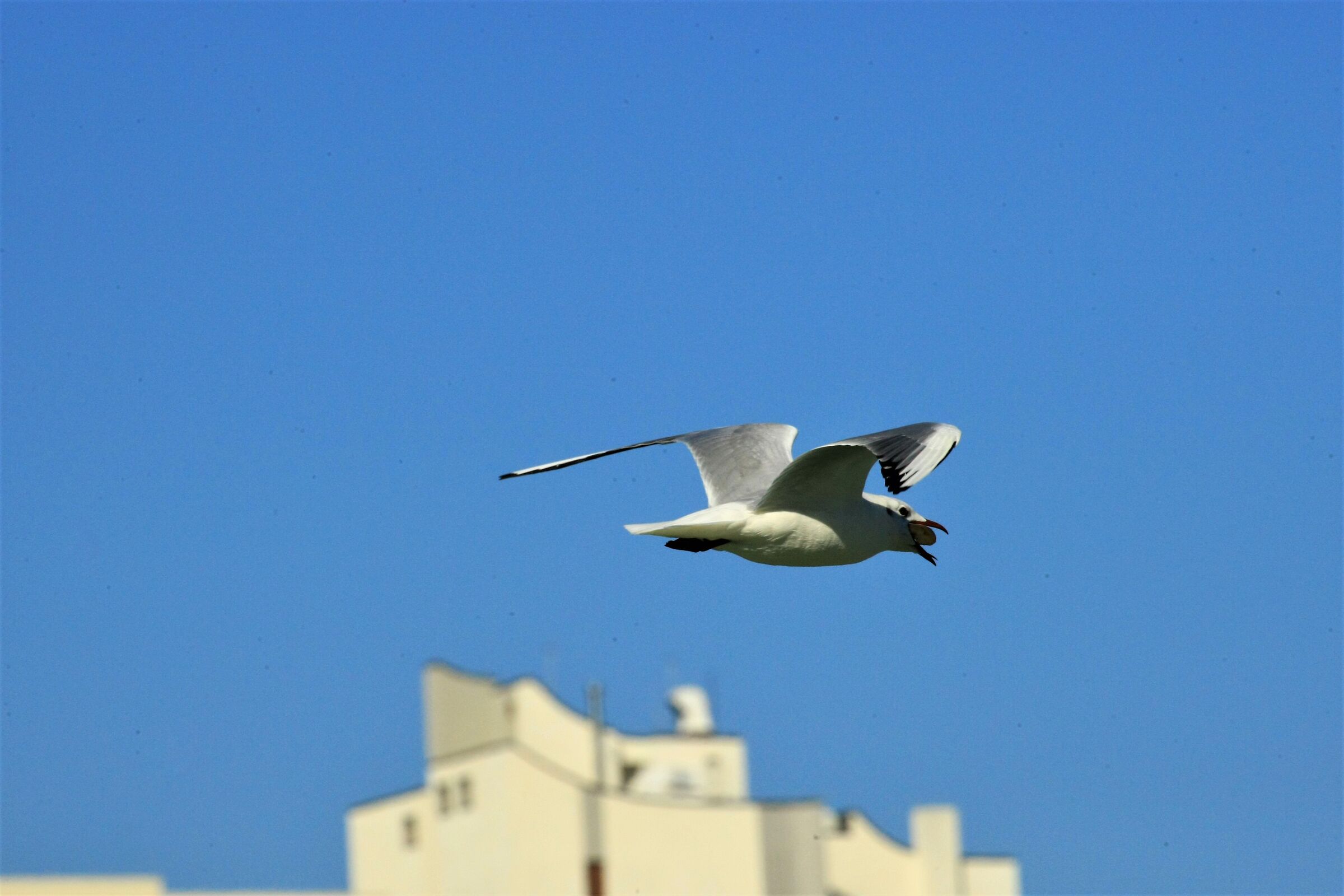 Preso e me lo tengo...