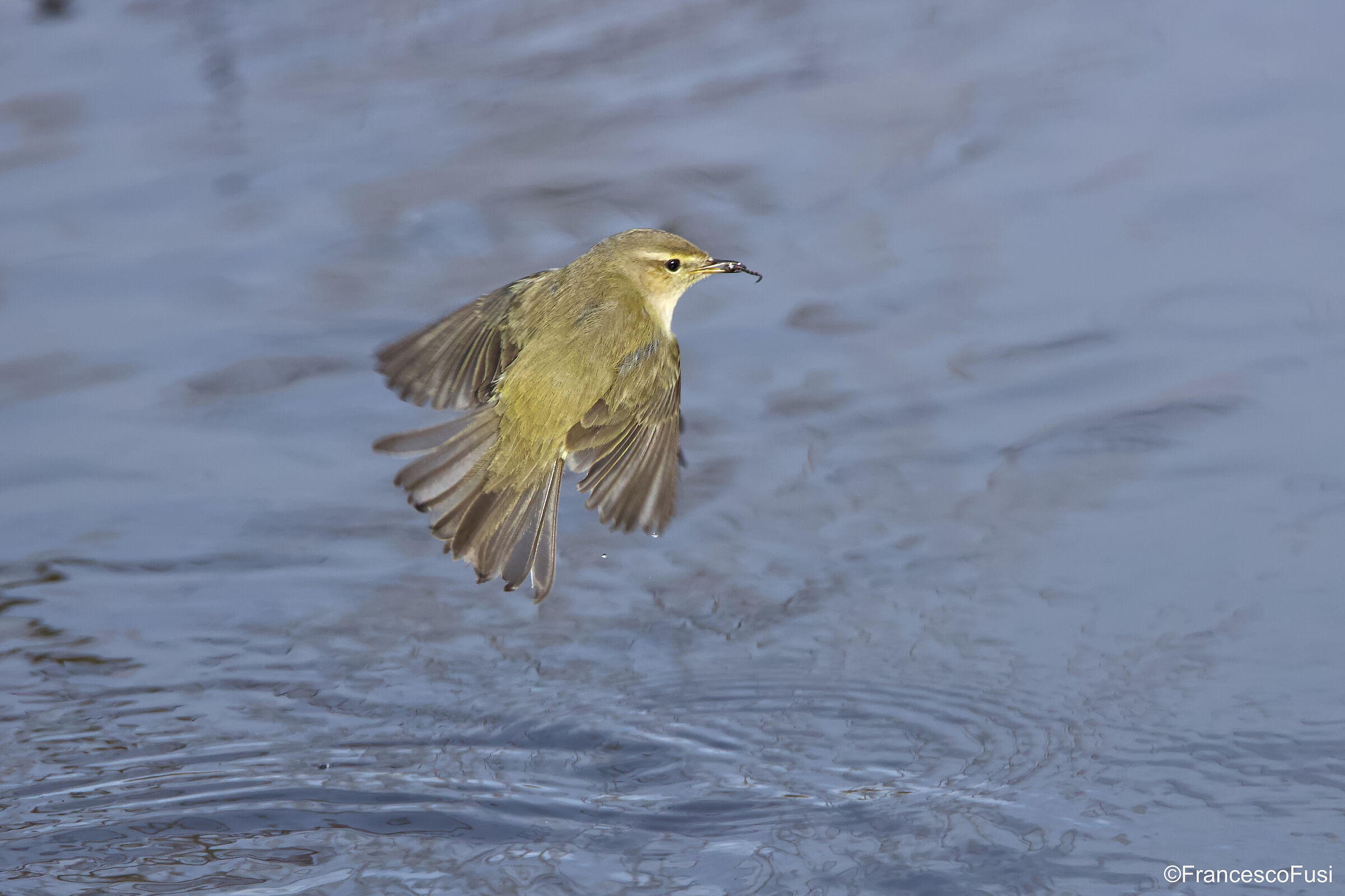 Luì small with prey