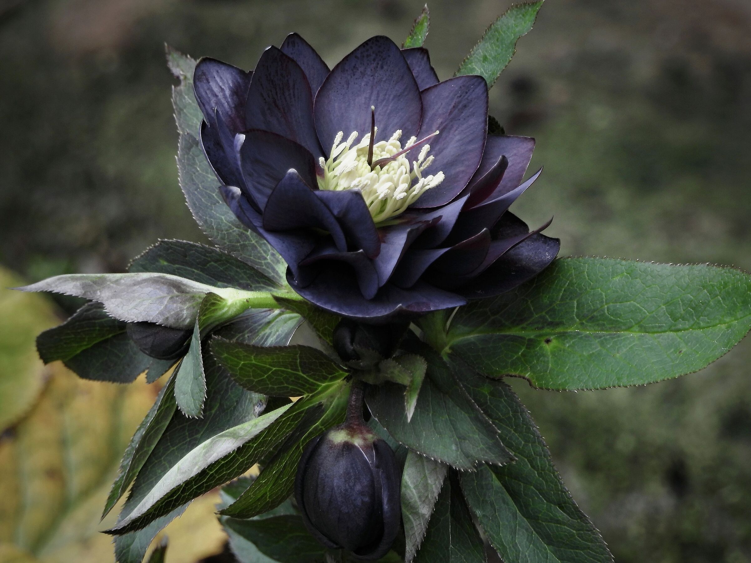 Double blue helleborus