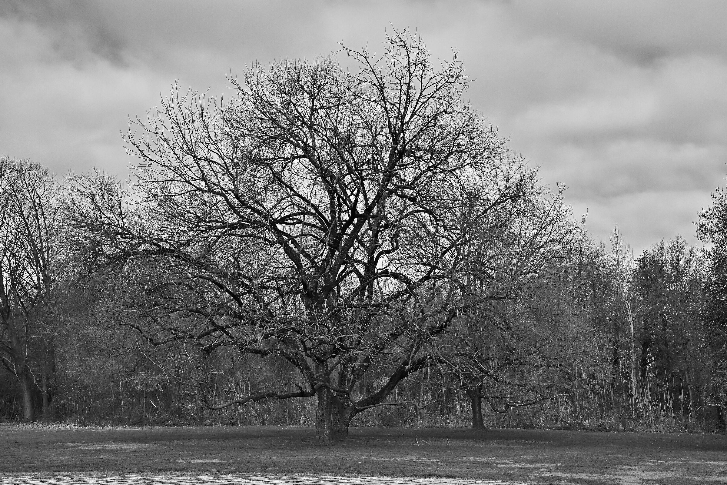 Stesso albero senza neve