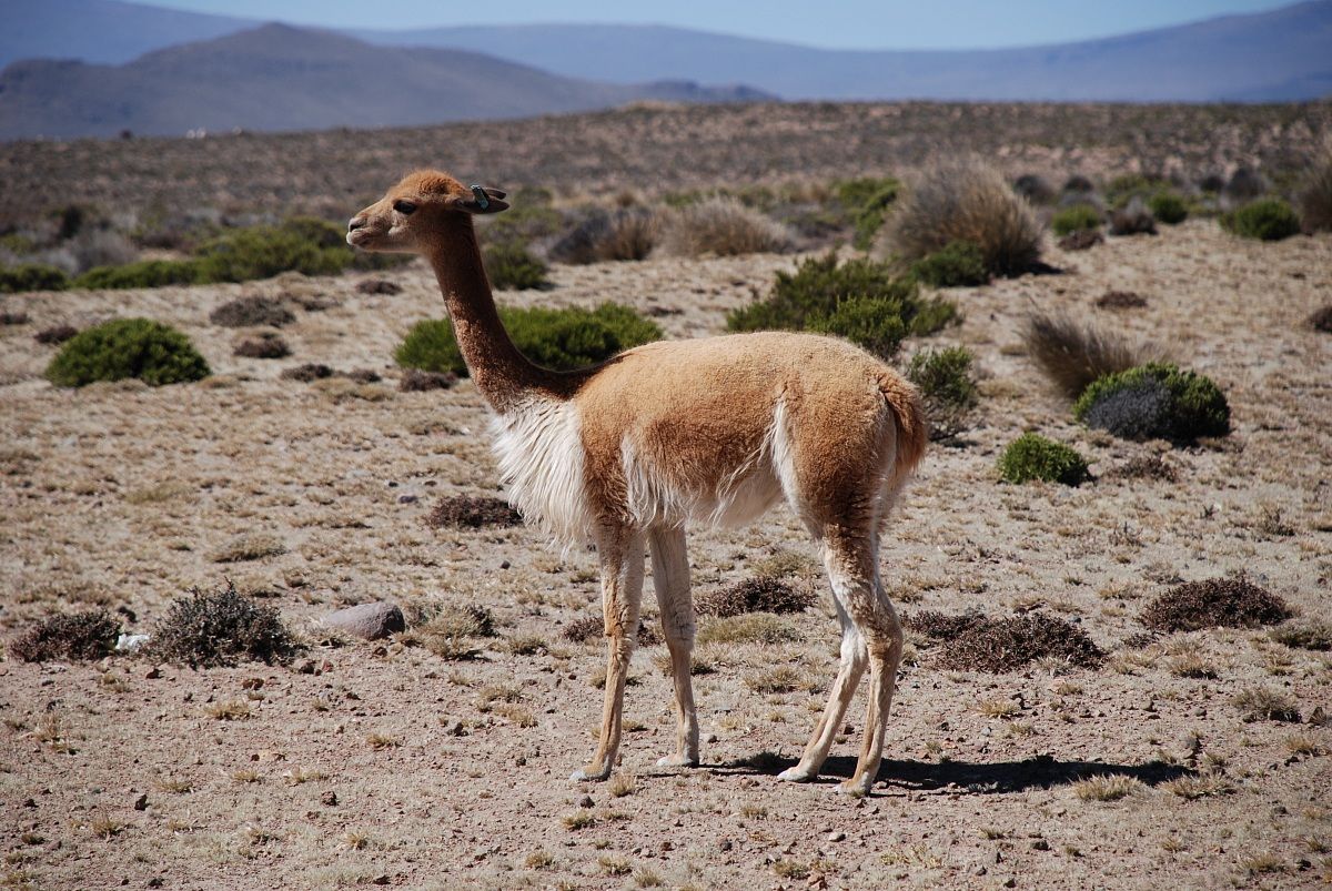 Vigogna. Vicugna vicugna. Camelide delle Ande.