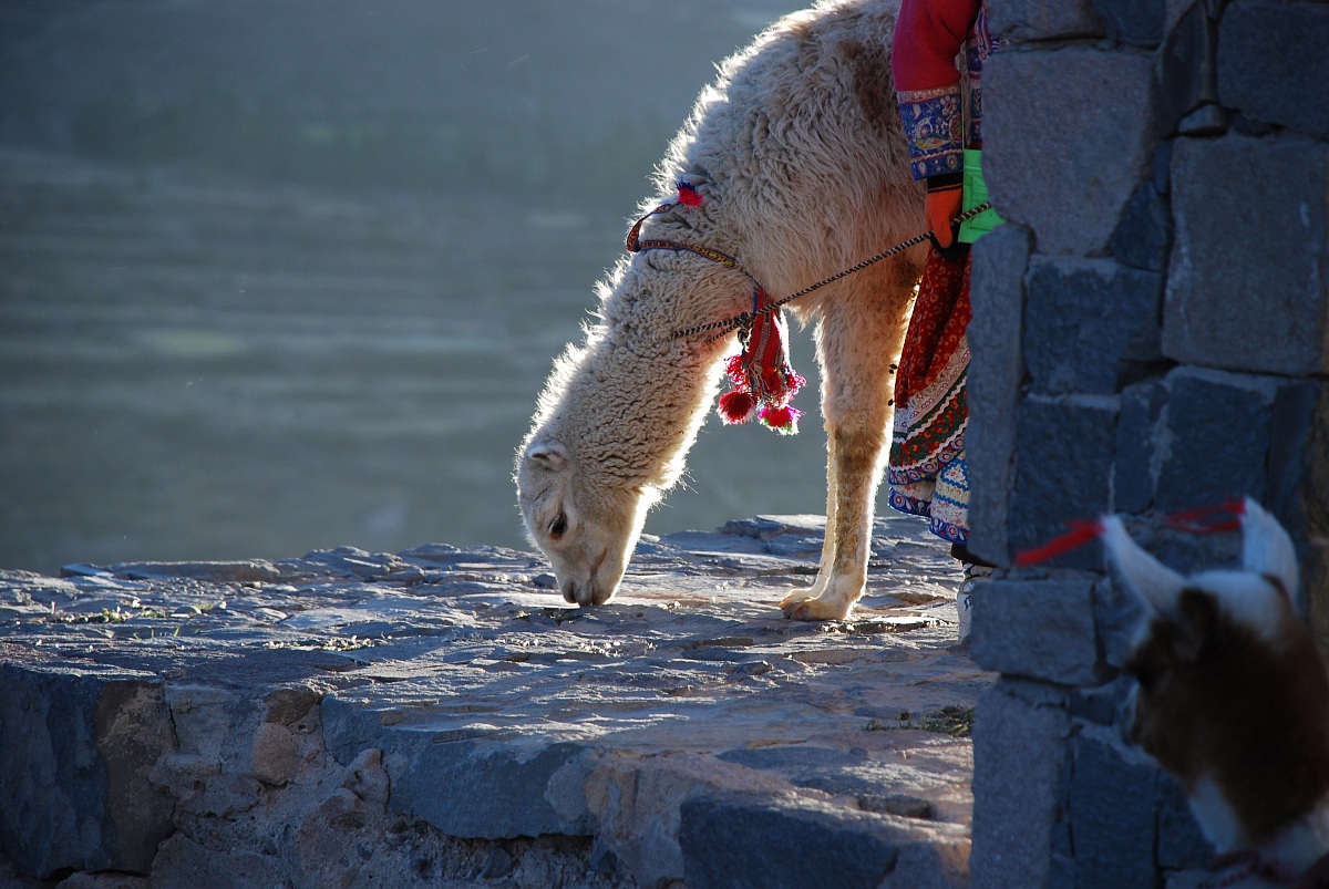 Alpaca. Vicugna pacos.