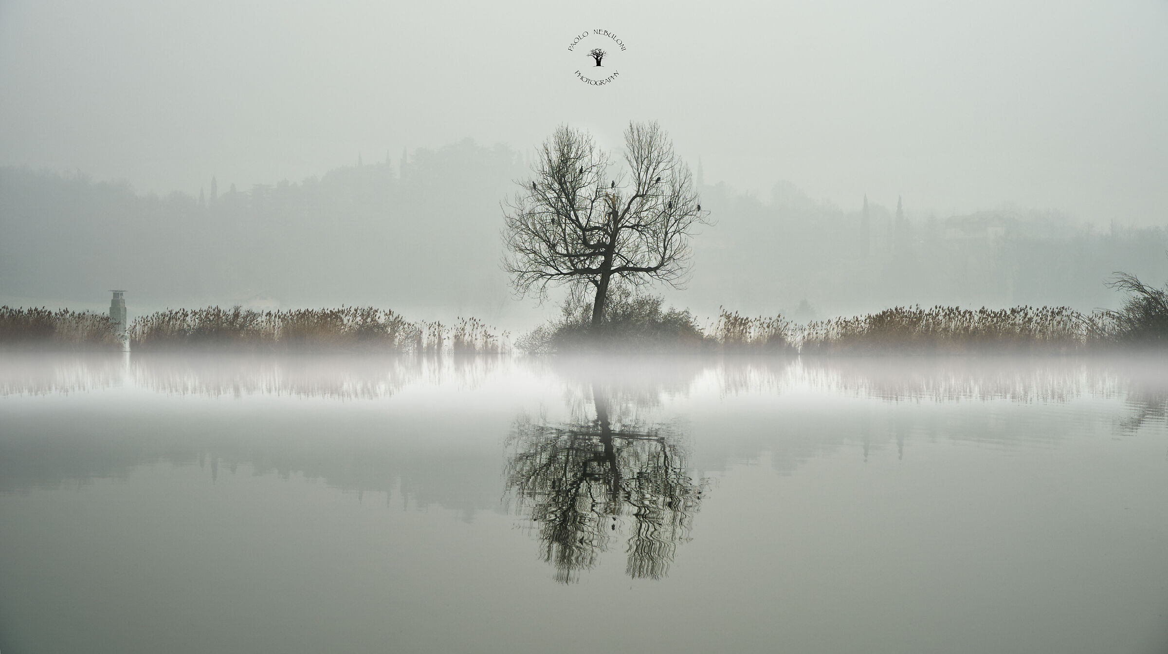 l'albero dei cormorani