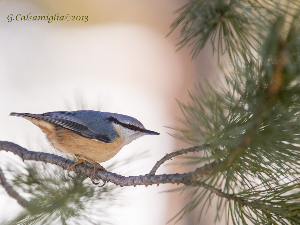 Nuthatch