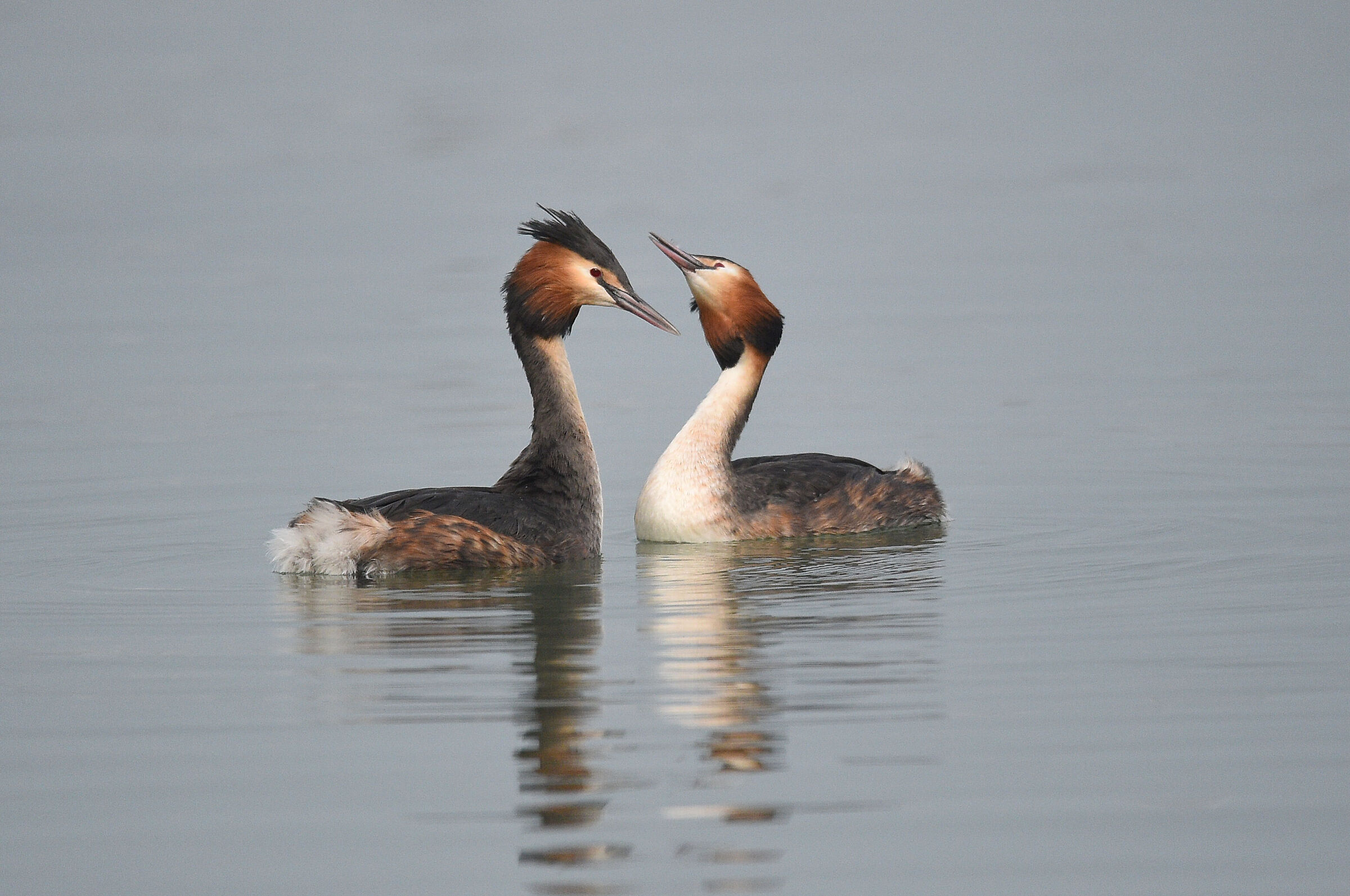 Svassi in corteggiamento