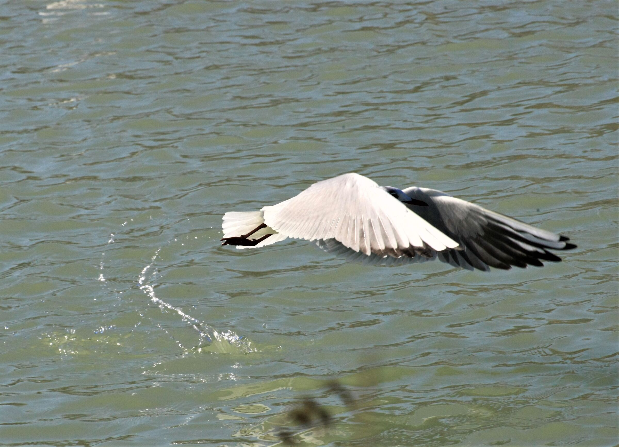 Pronti partenza ...via 2