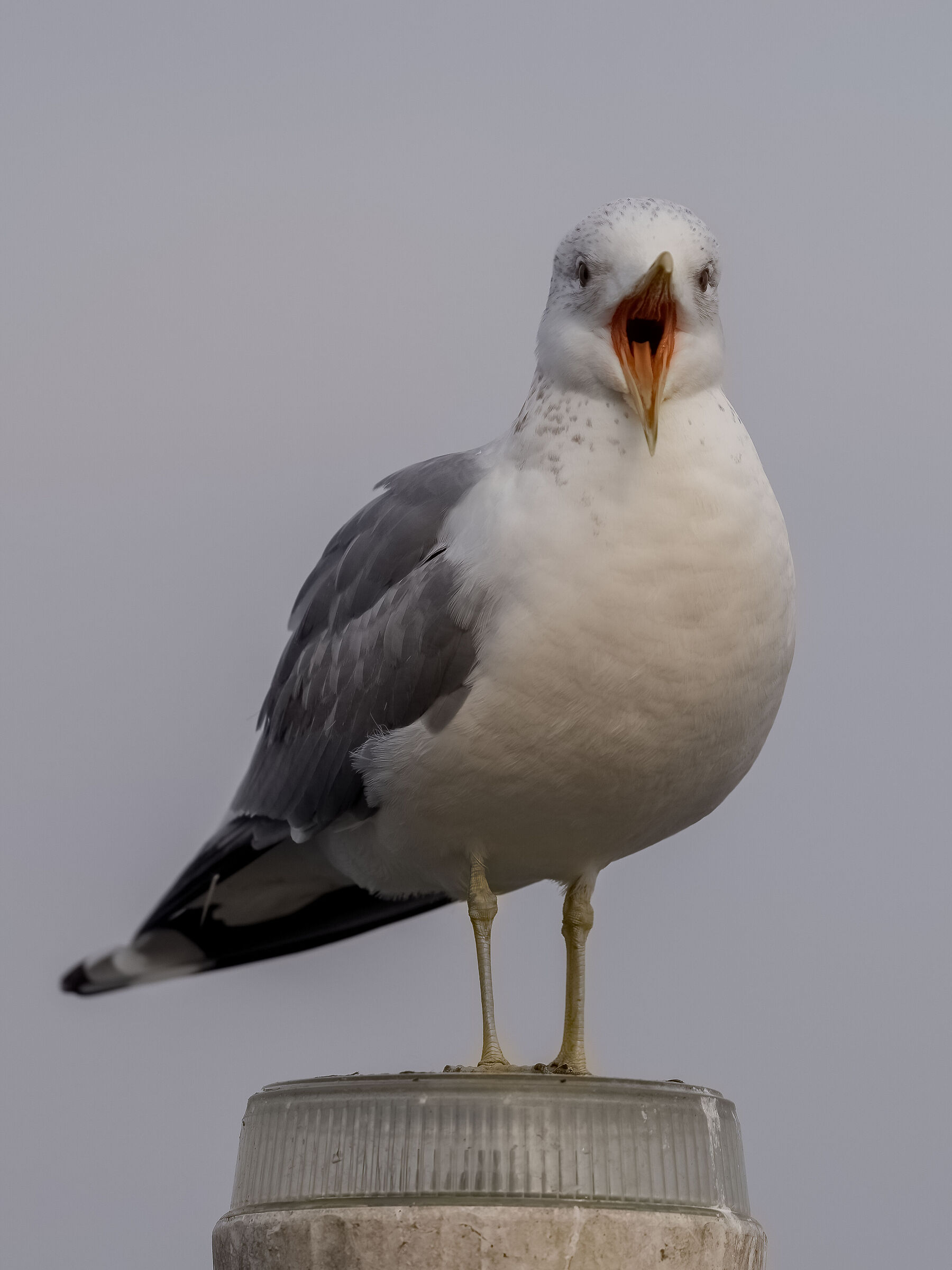 The Yawning of the Gavina