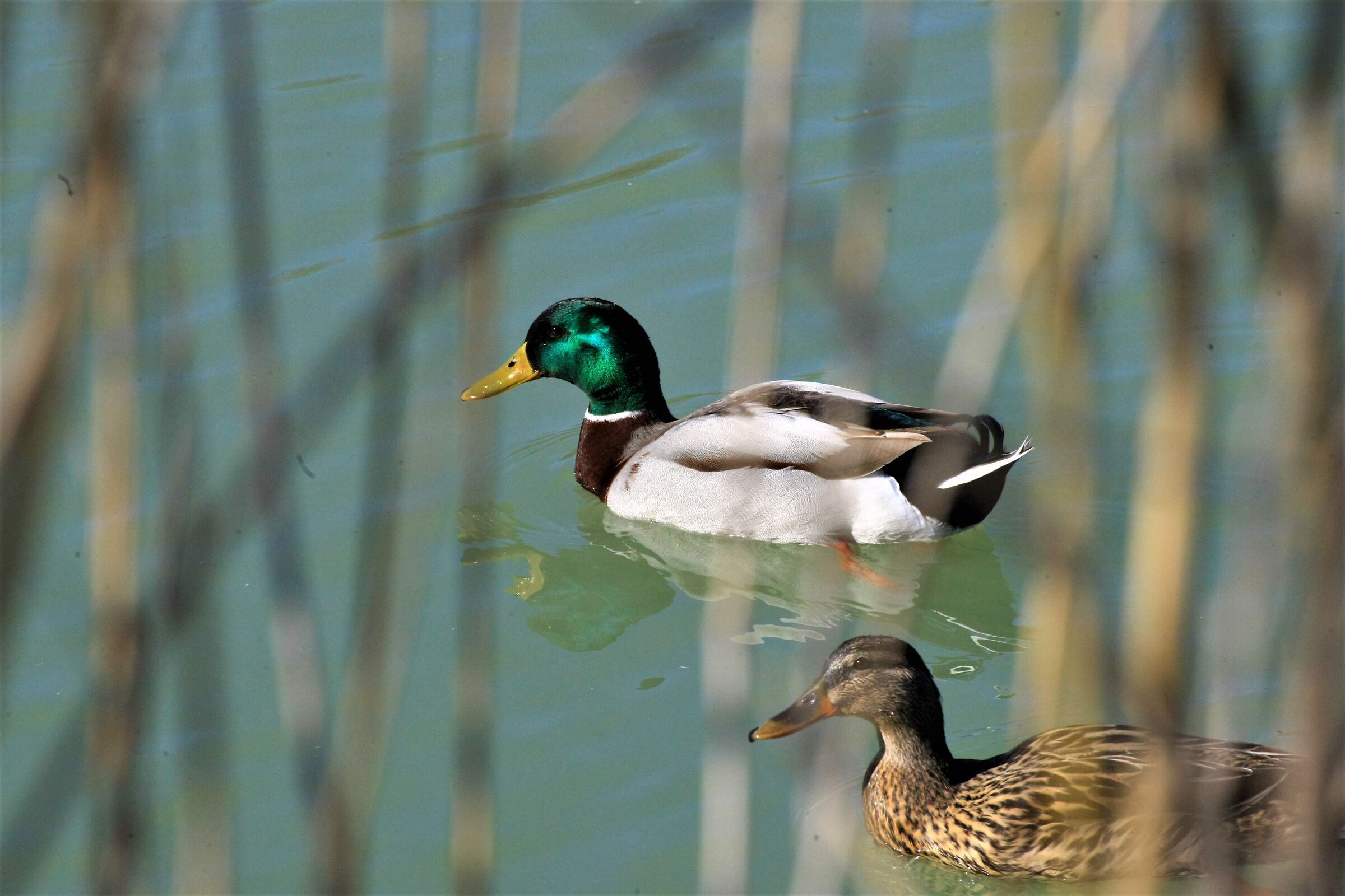 Tra moglie e marito...