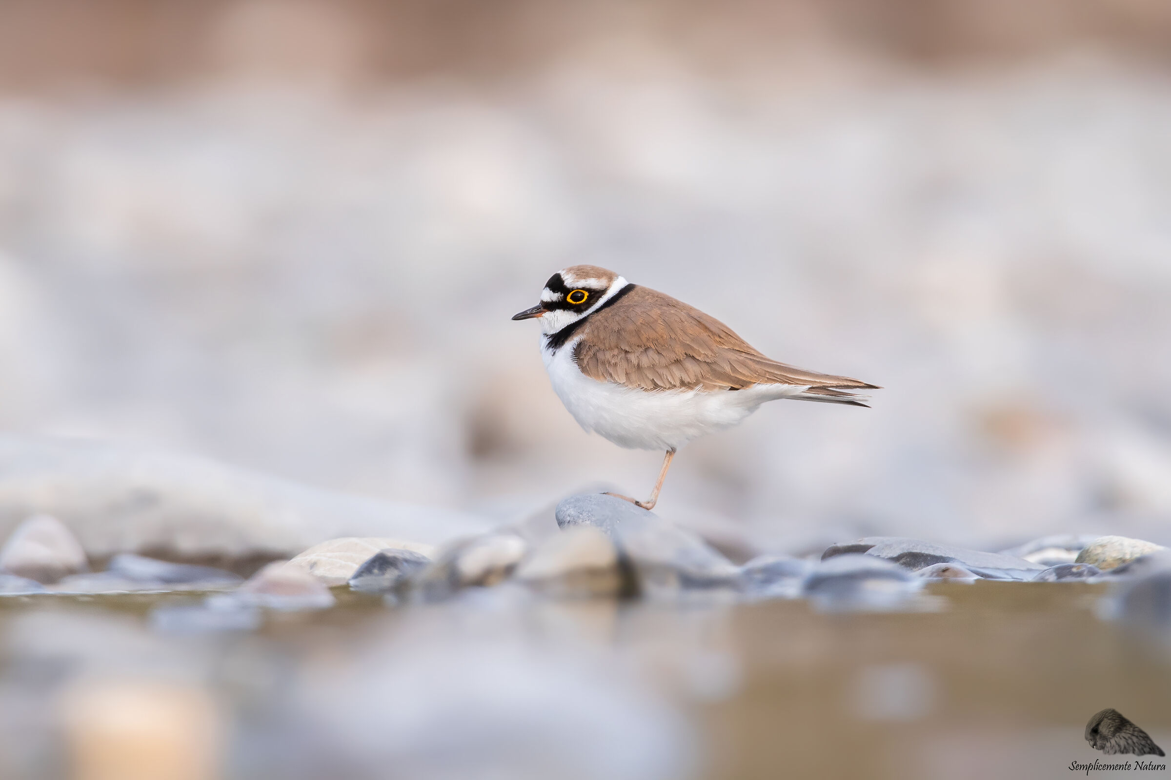 Small Courier (Charadrius dubius)