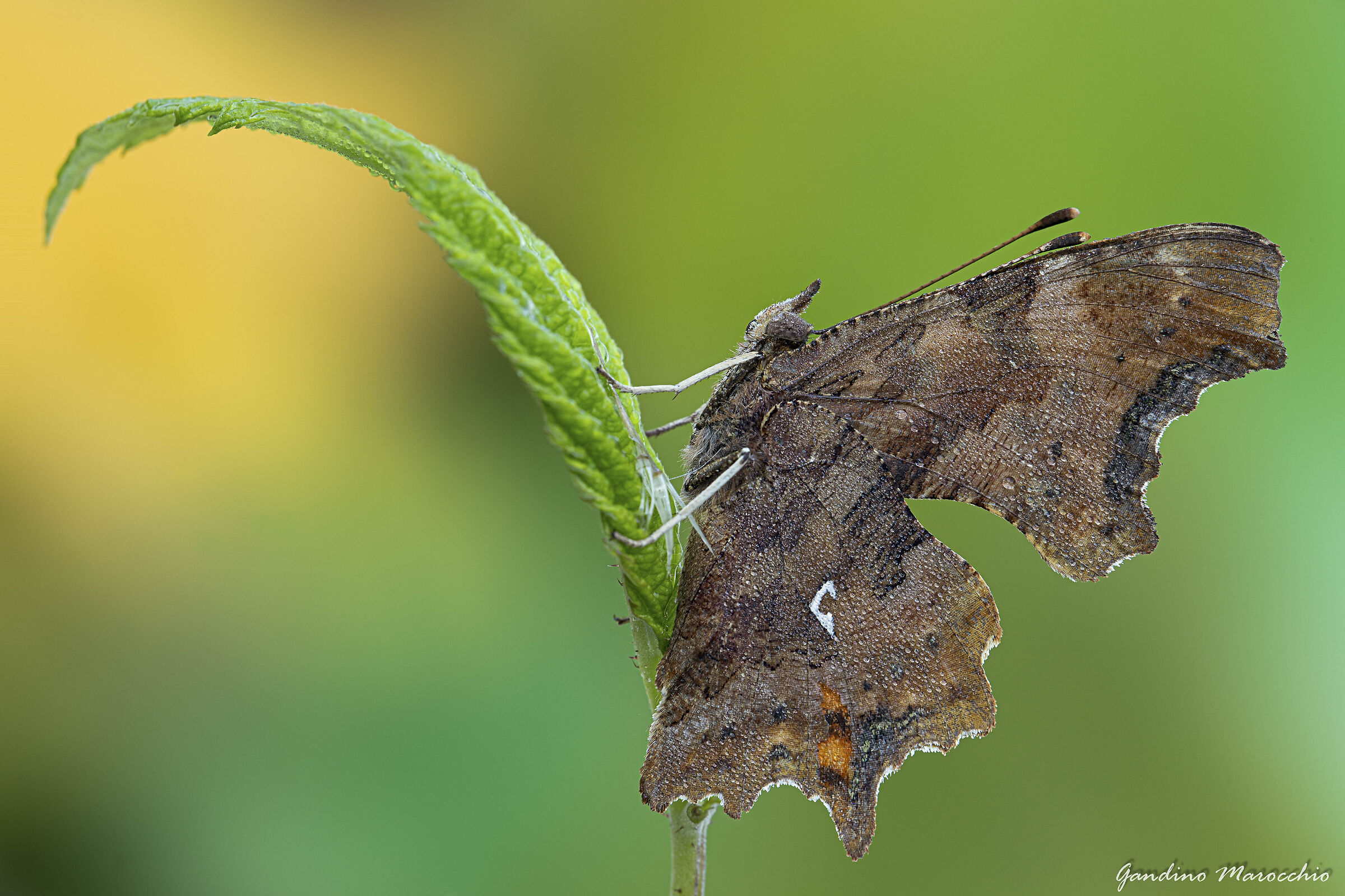 Risorse autunnali (Poligonia c Album)