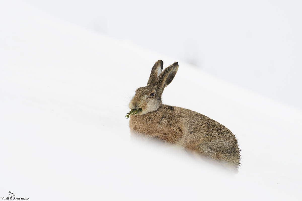 Common hare