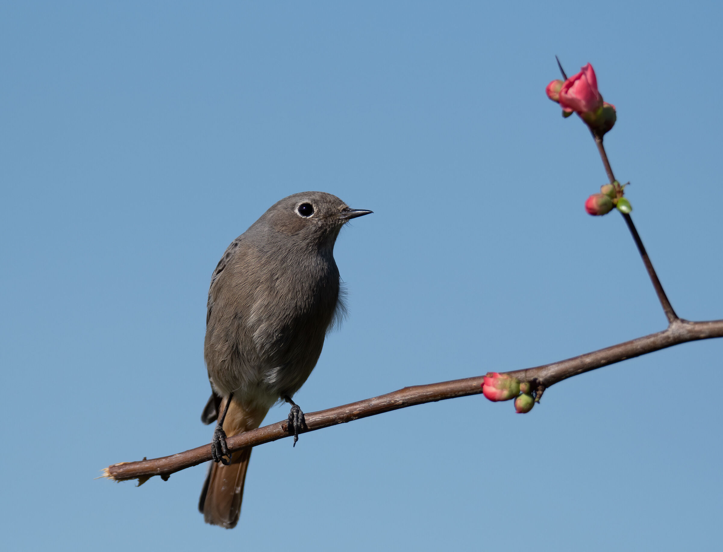 codirosso-spazzacaino-F