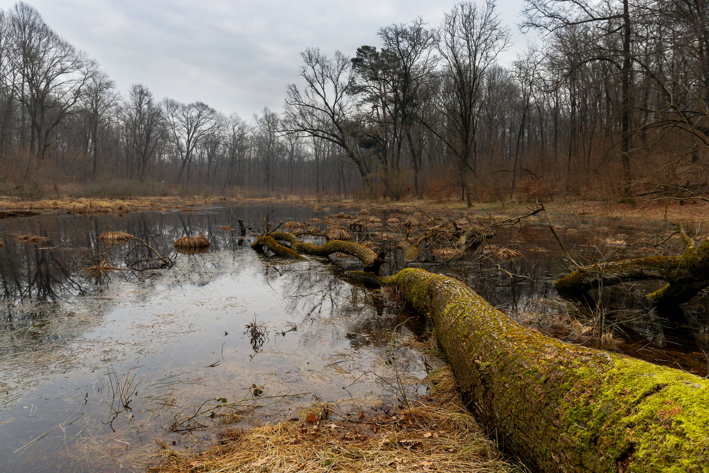 Lagozzetta di Centenate di Besnate