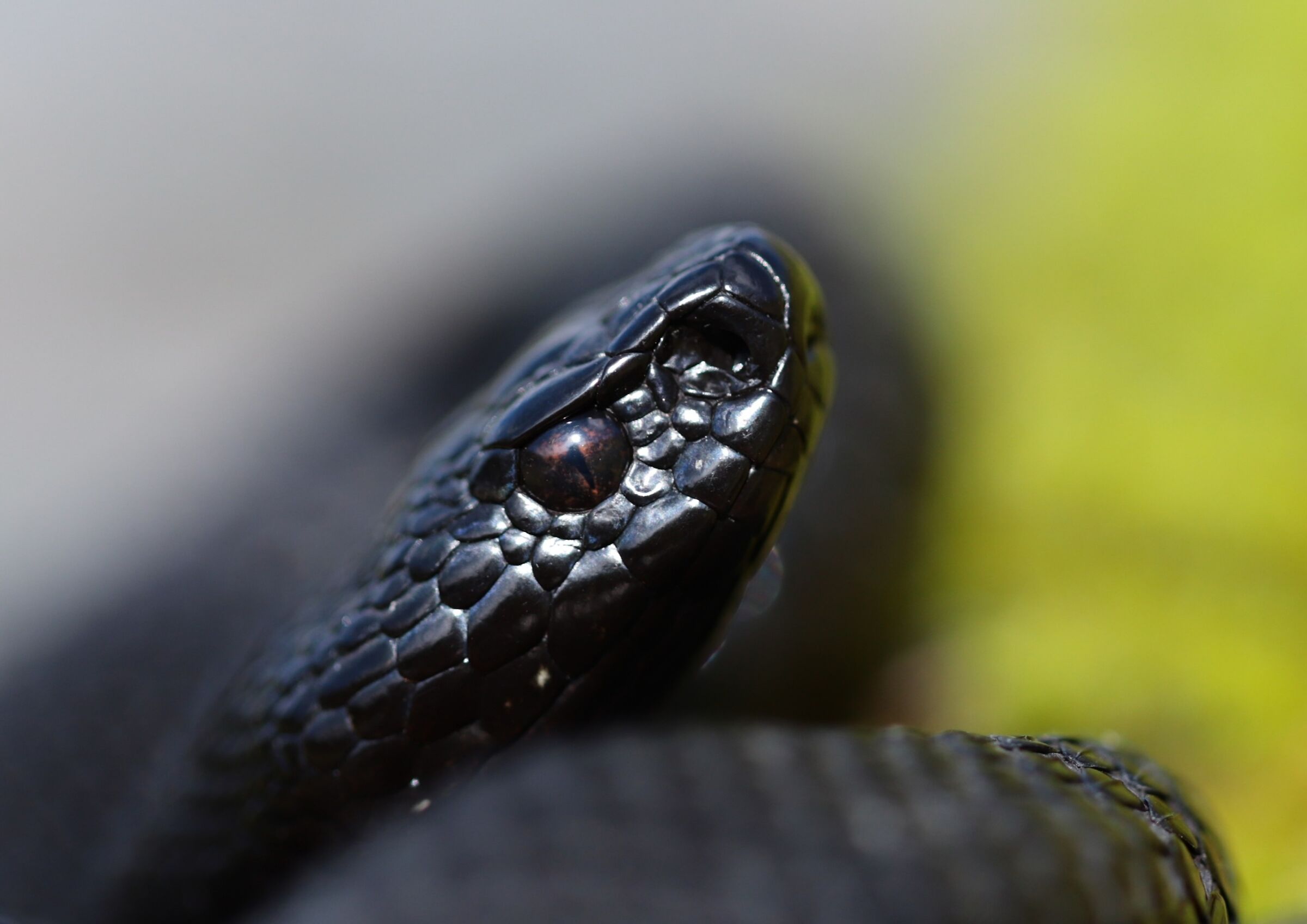 Vipera berus ssp. berus, maschio