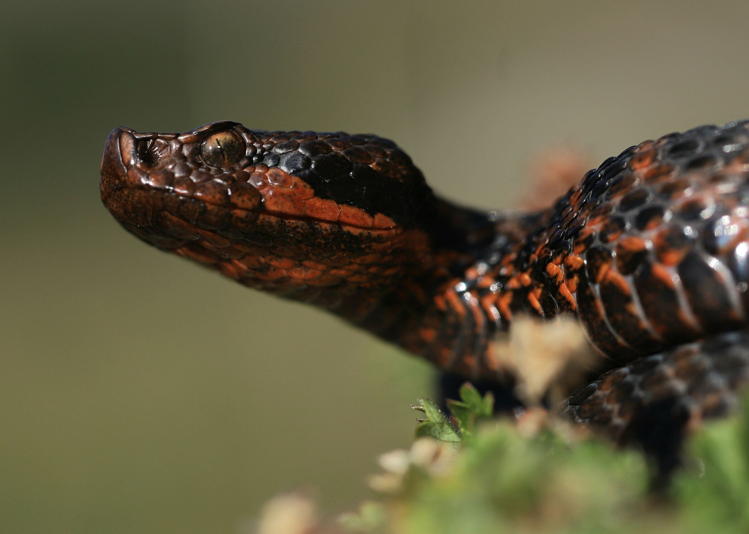 Vipera aspis aspis ex atra, maschio