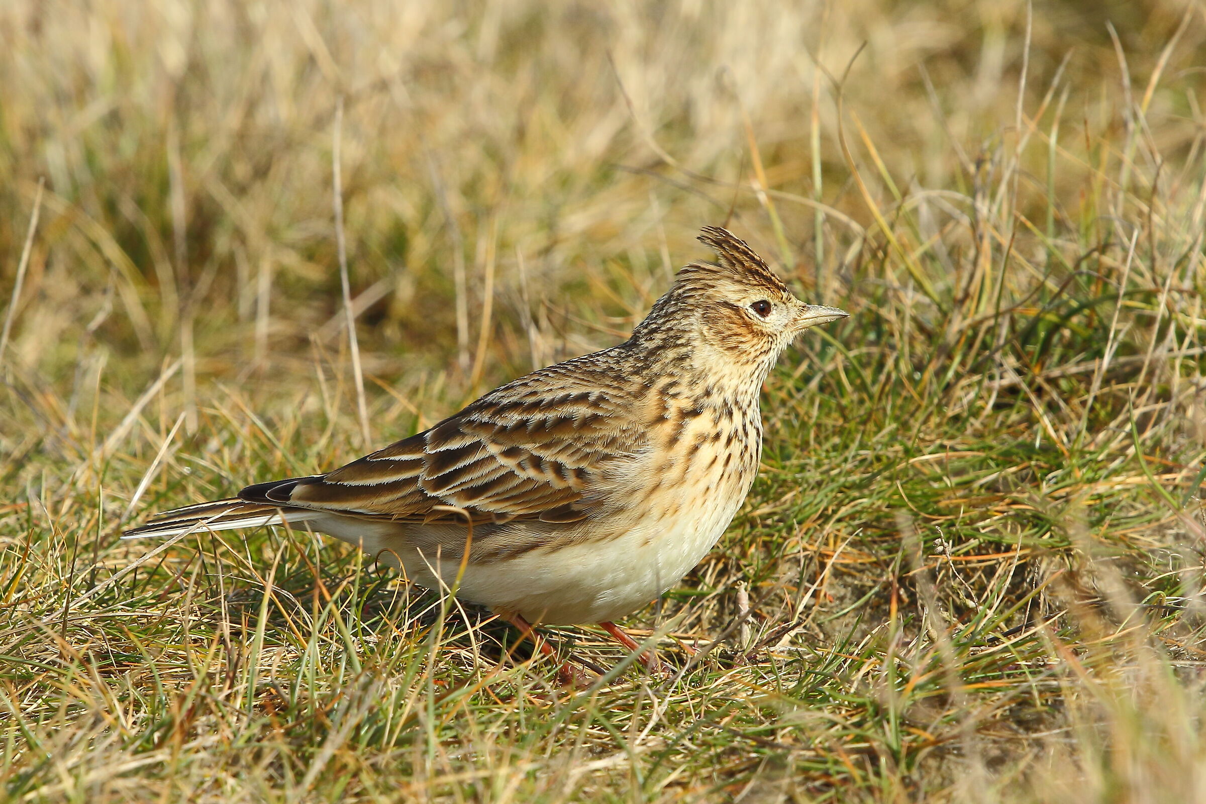Lark
