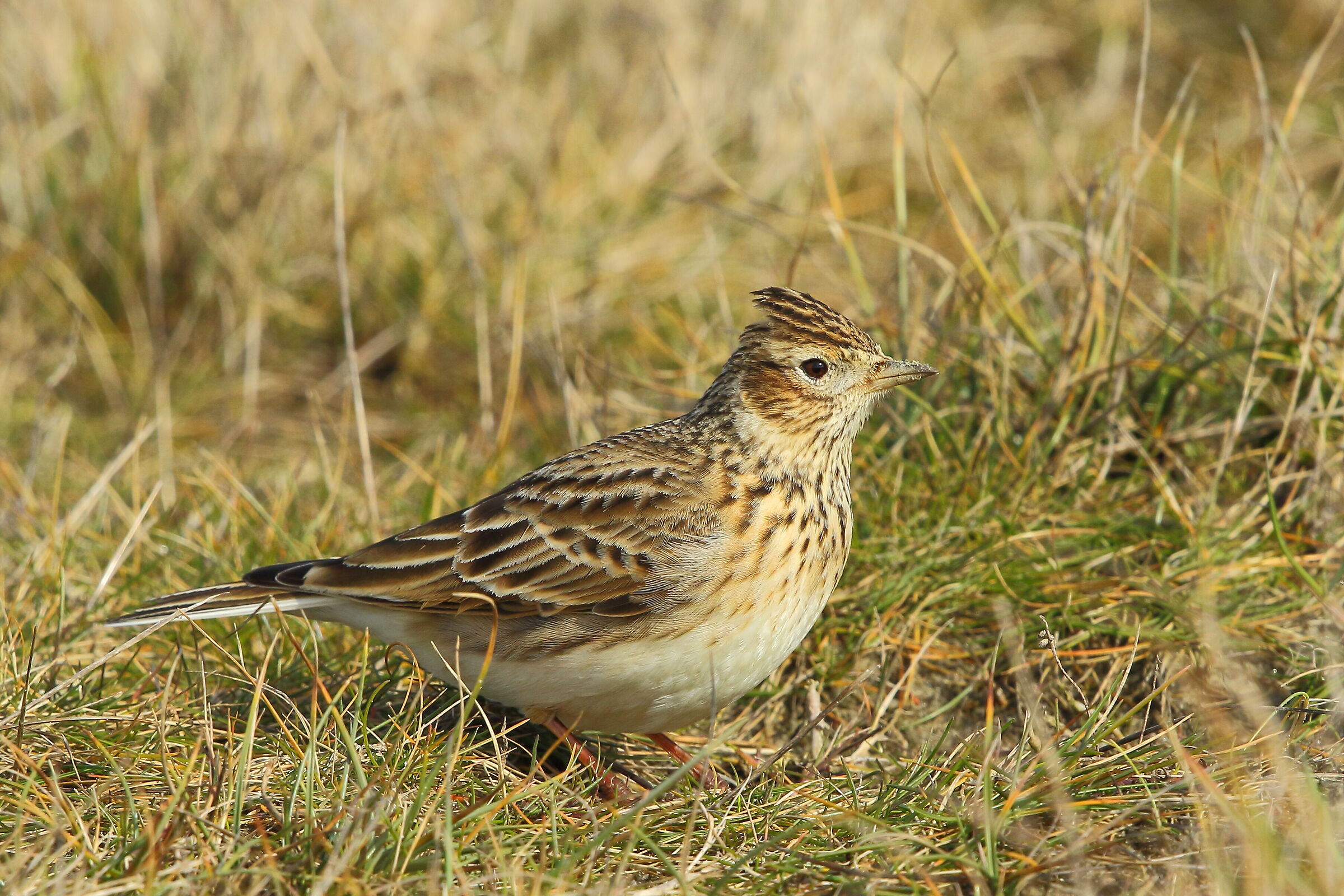 Lark