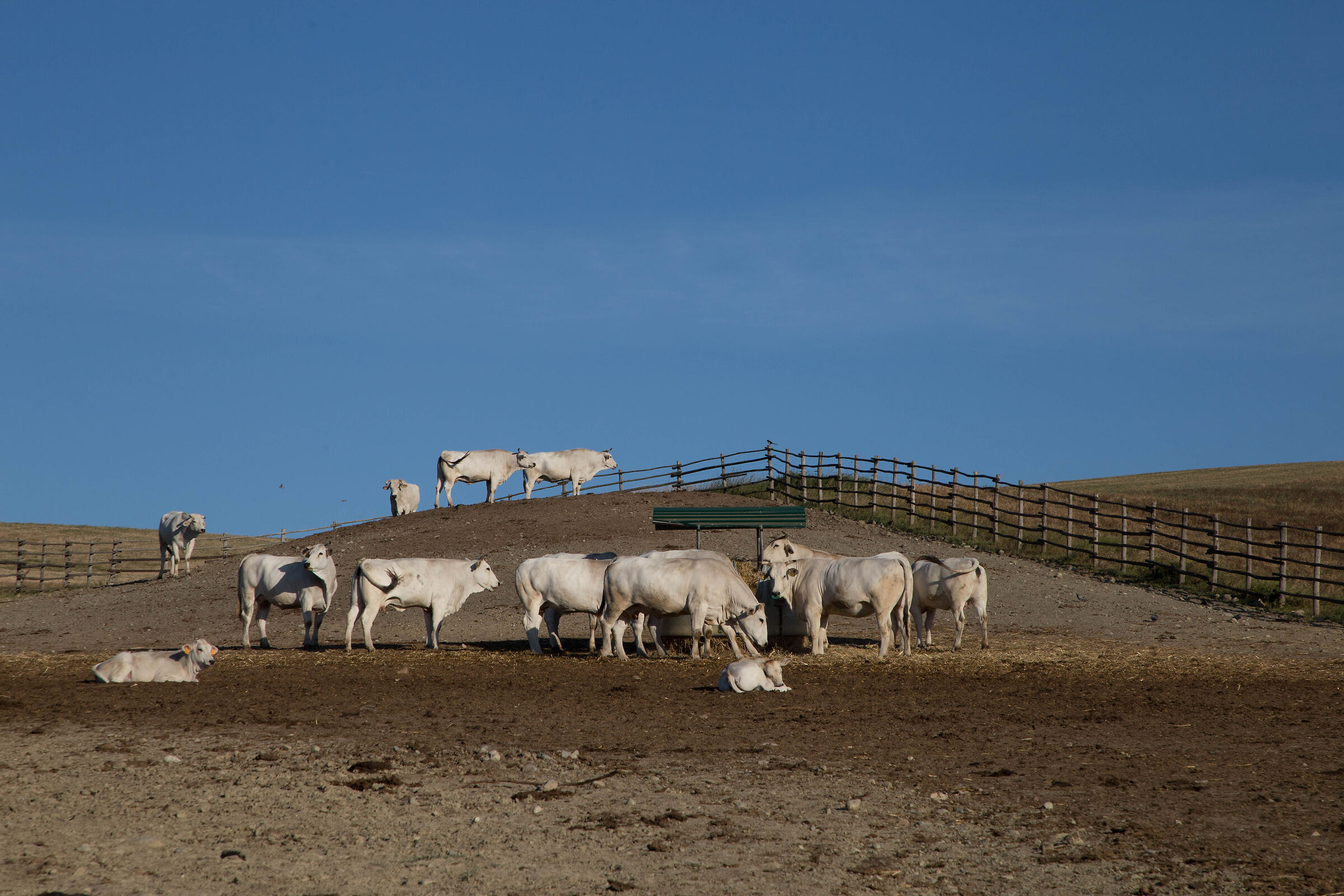 razza chianina. SP57