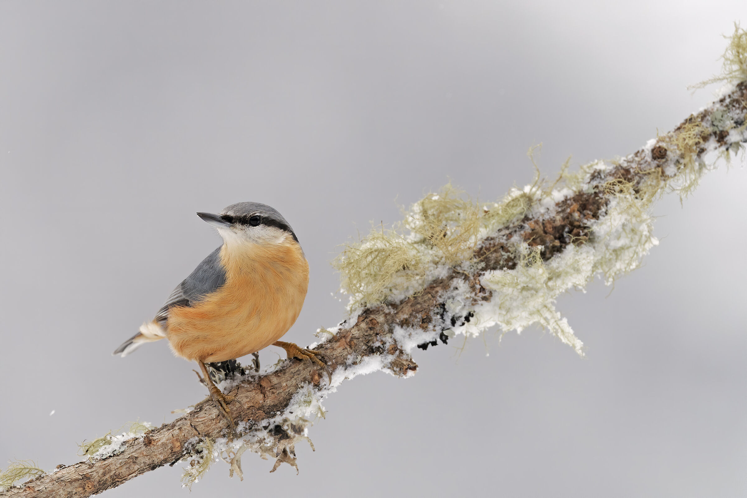 The Mason Woodpecker