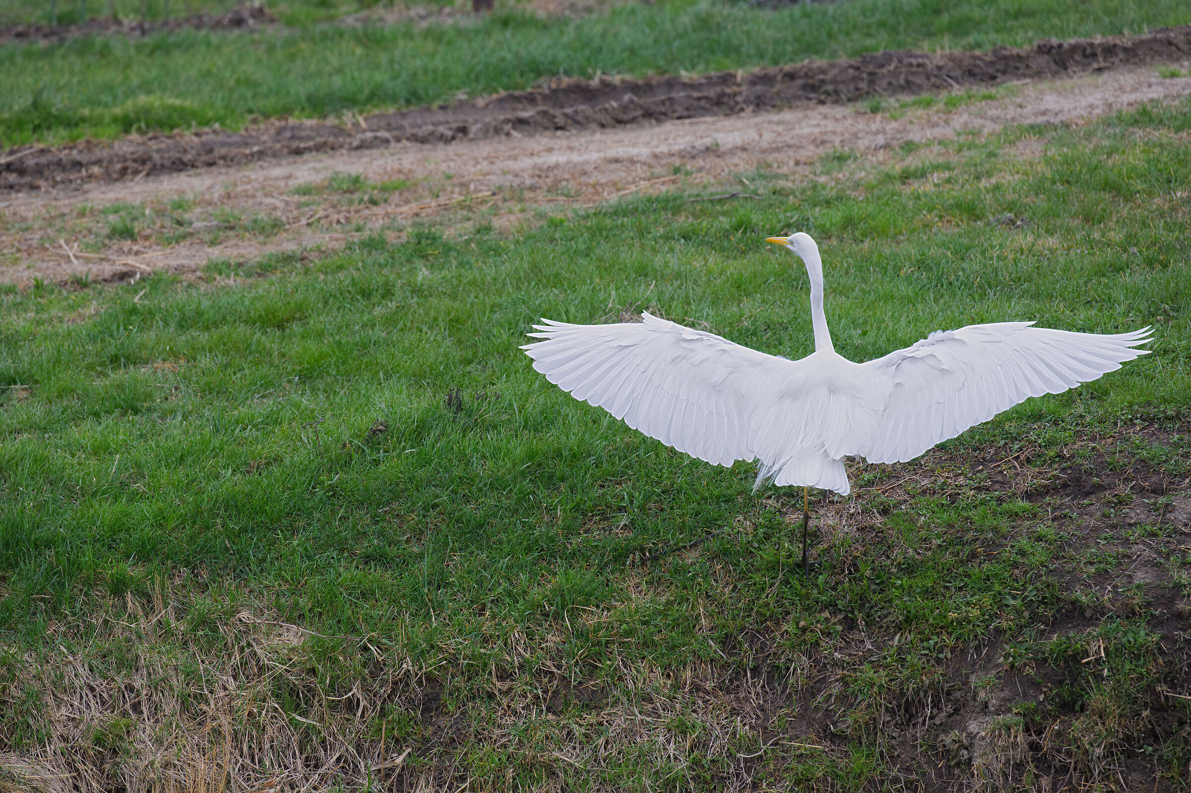 Airone bianco maggiore