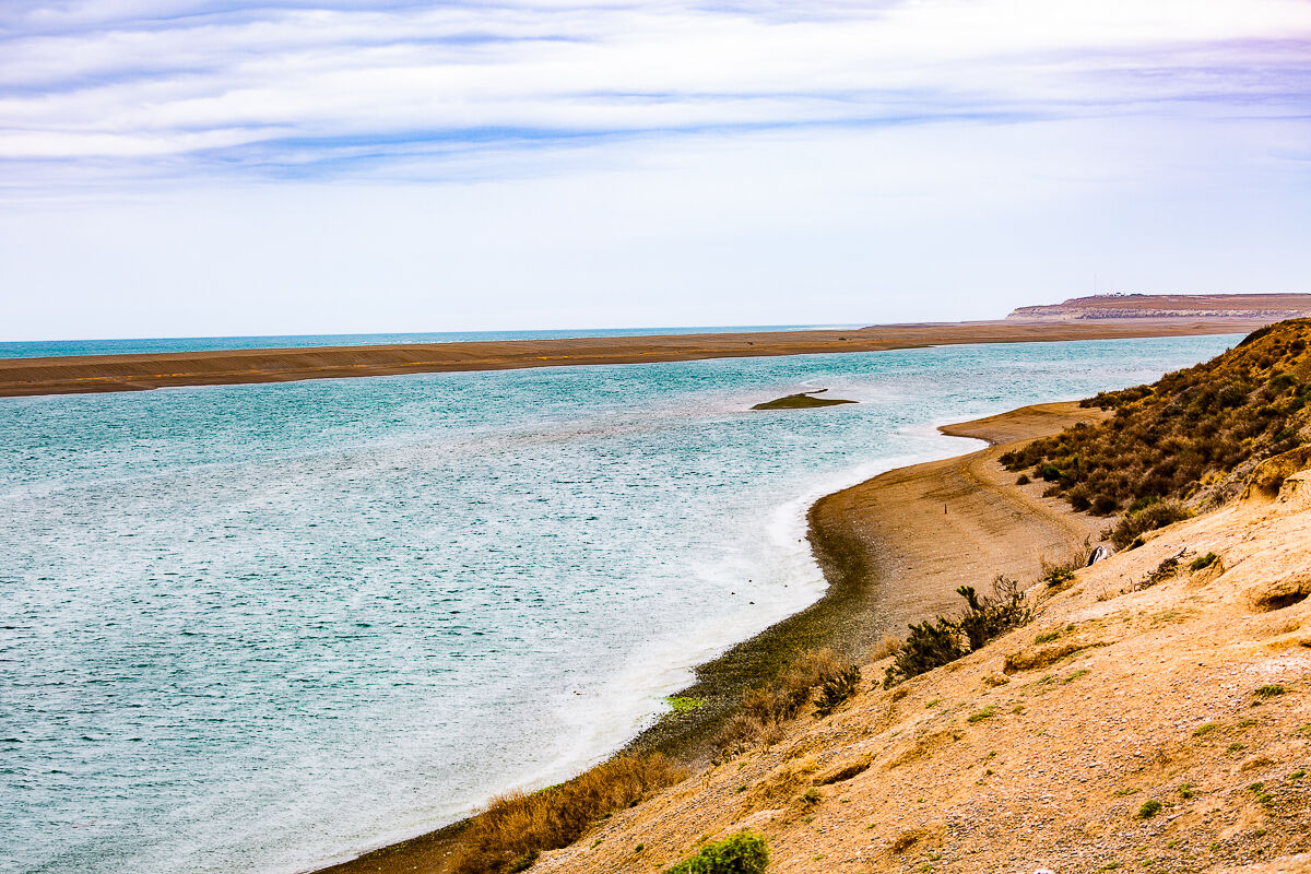 Punta tombo patagonia