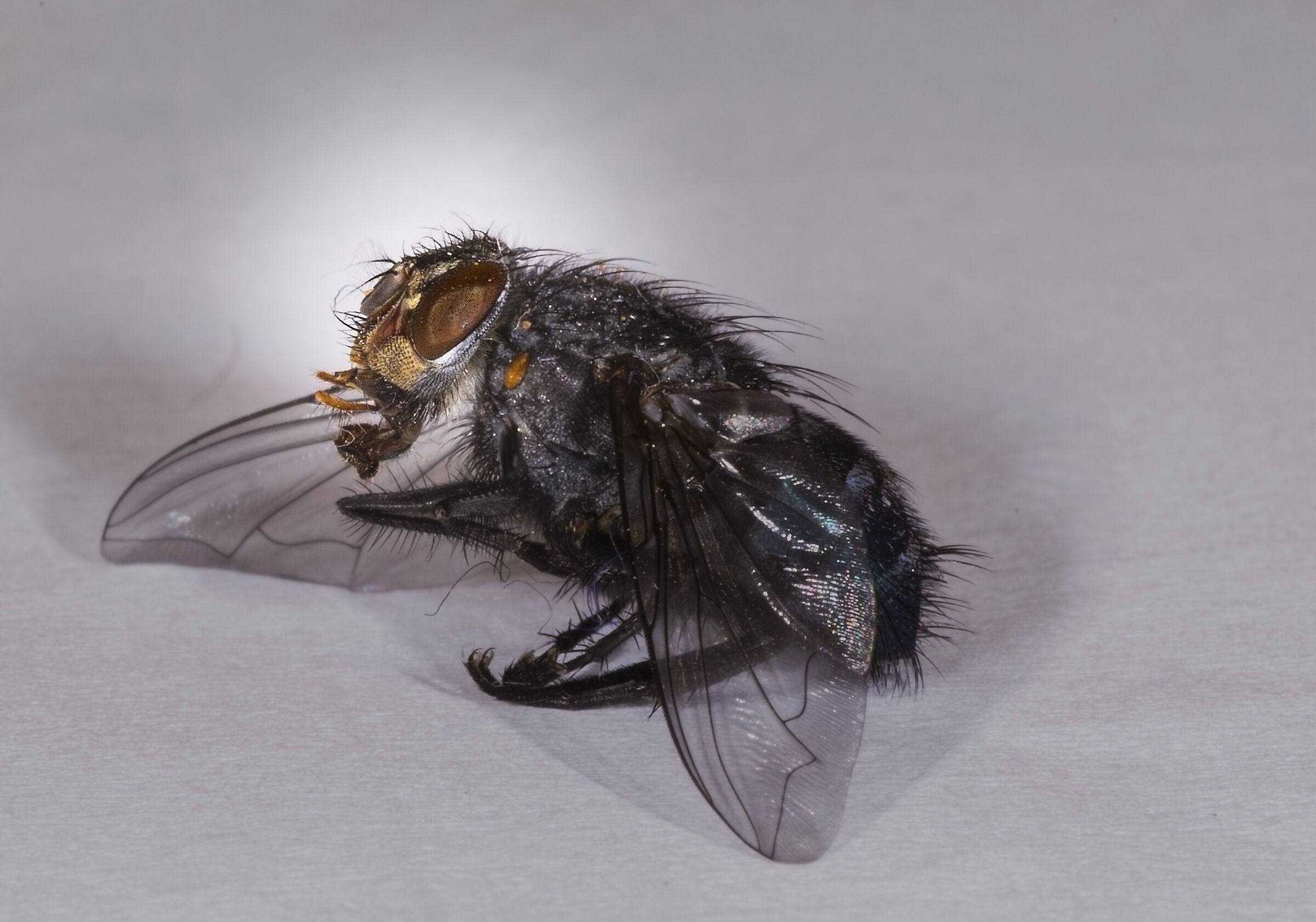 Tanto va la mosca al largo.......................