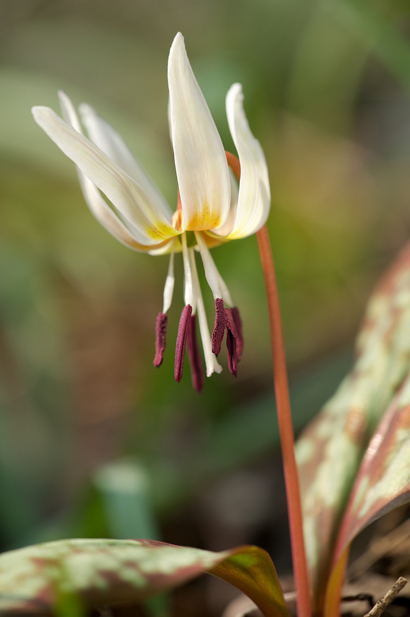 Erythronium dens-canis