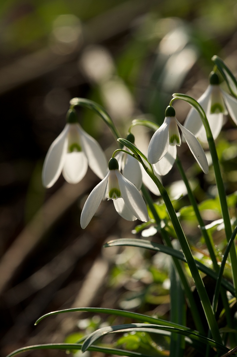 Galanthus nivalis