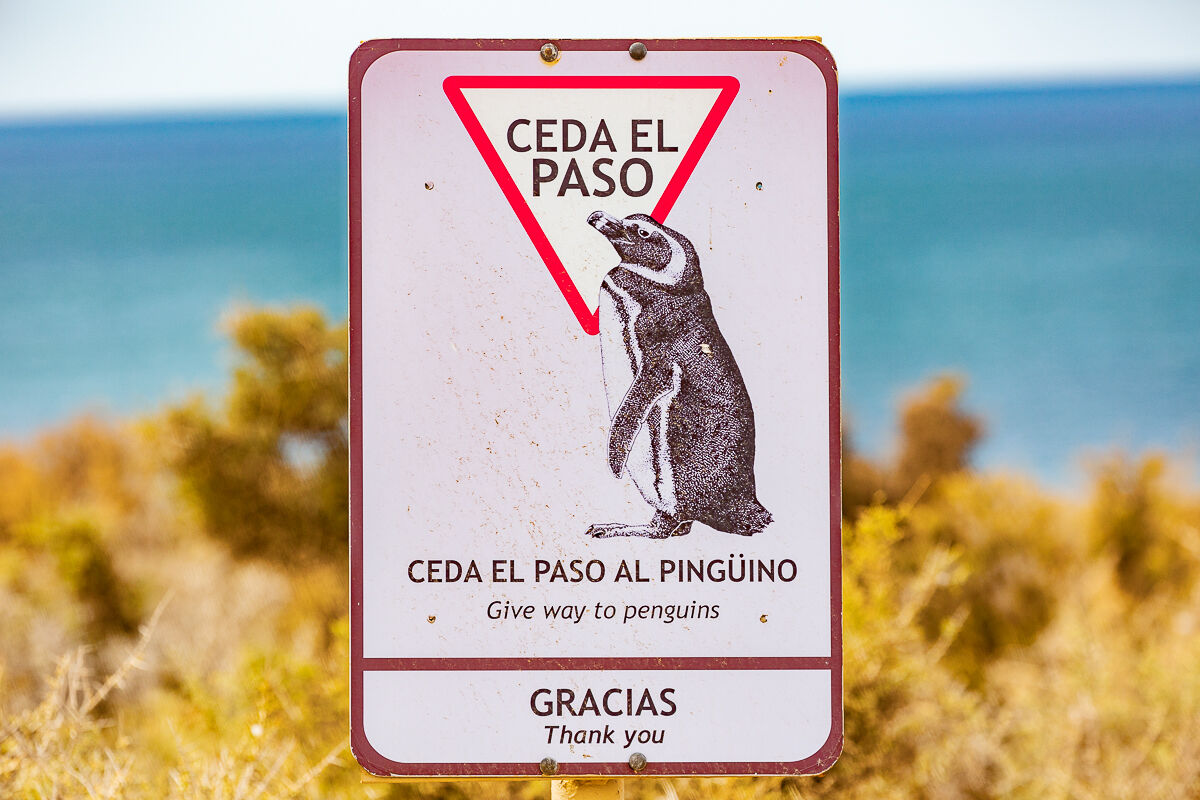 Punta tombo patagonia