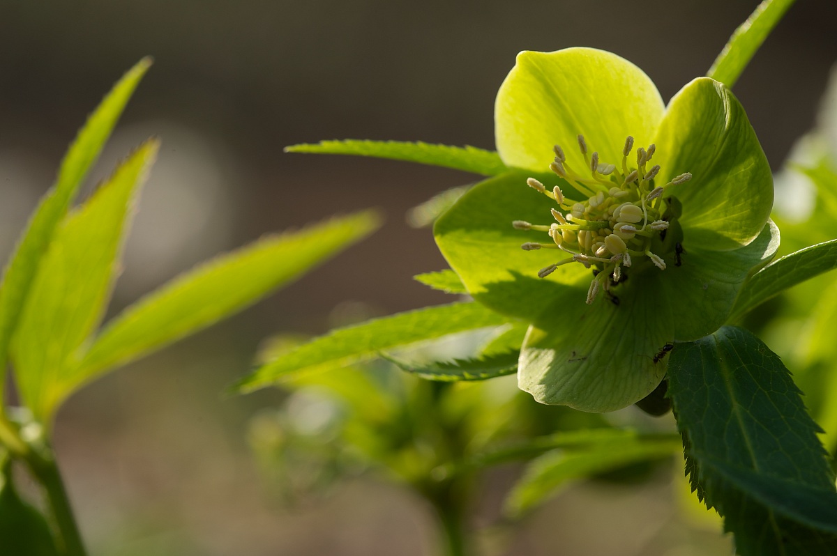 Helleborus viridis
