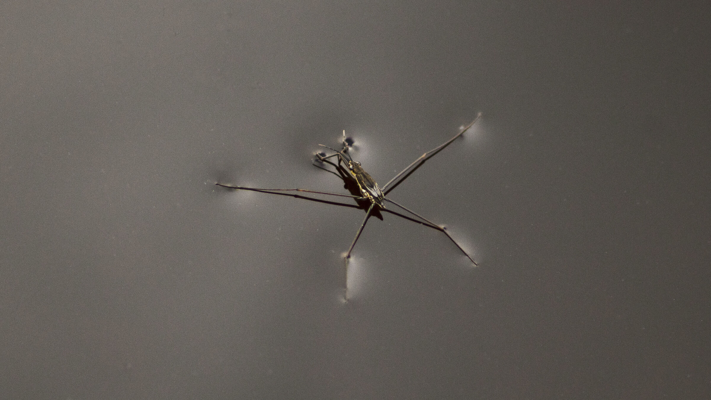 e la pulce d'acqua che l'ombra ti rubò