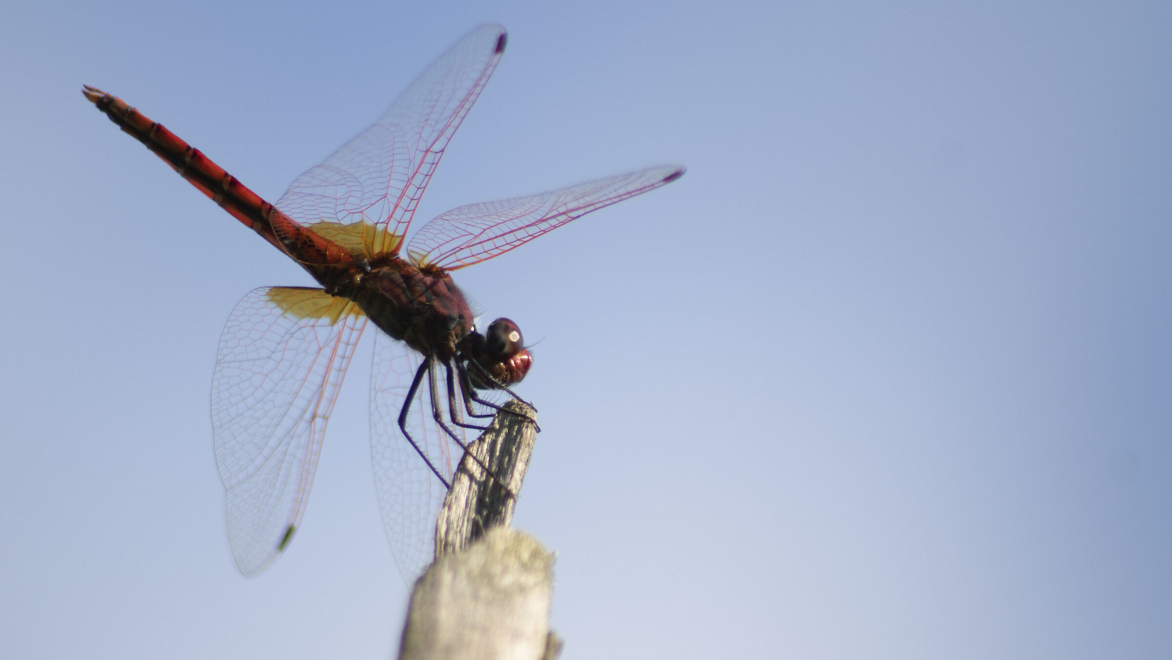 libellula 2