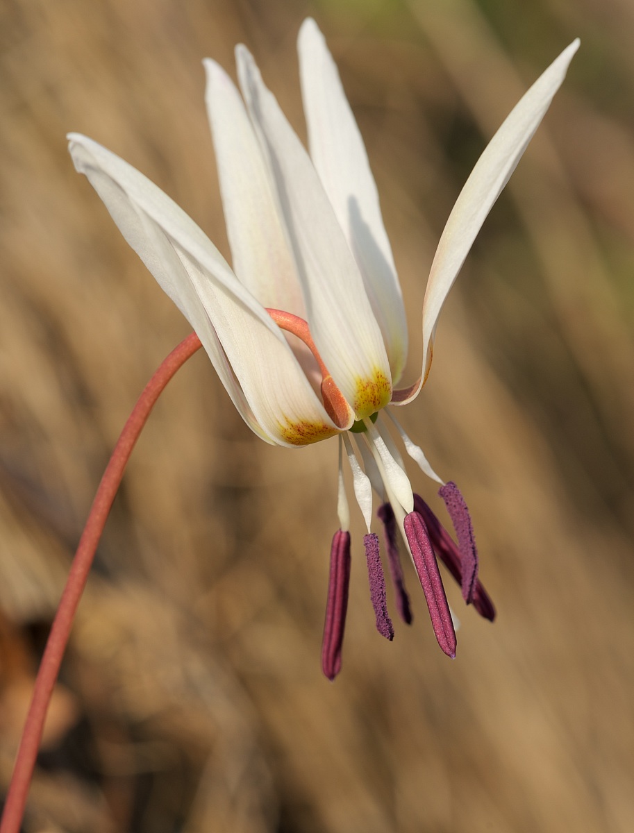 Erythronium dens-canis
