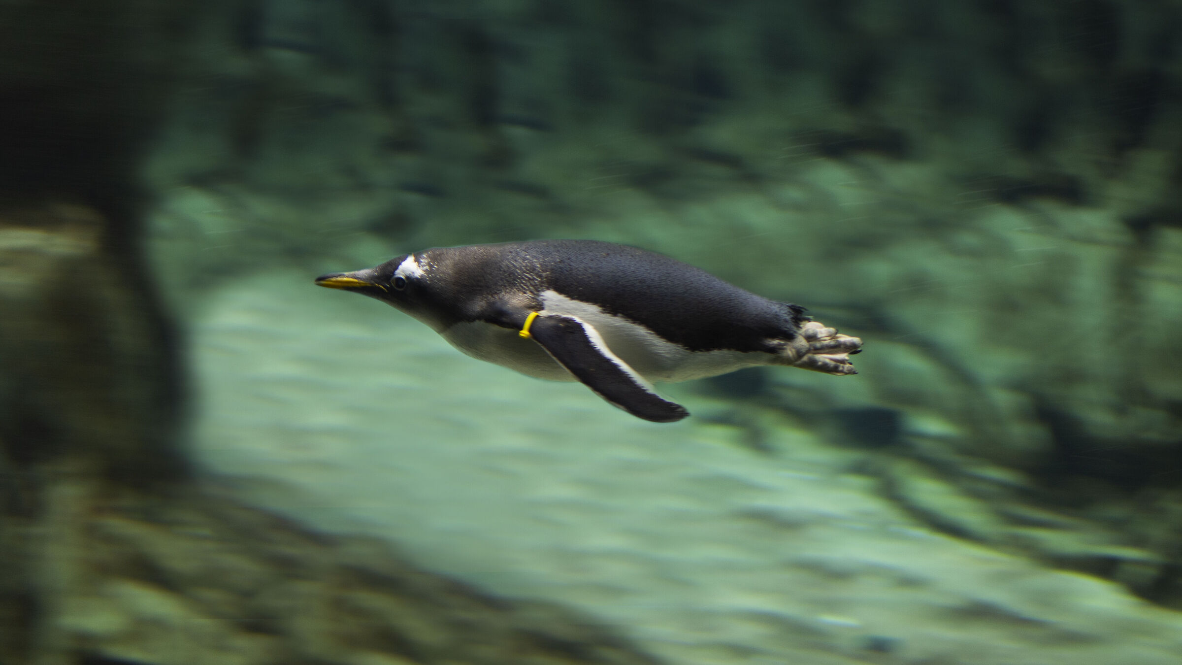 pinguì 2