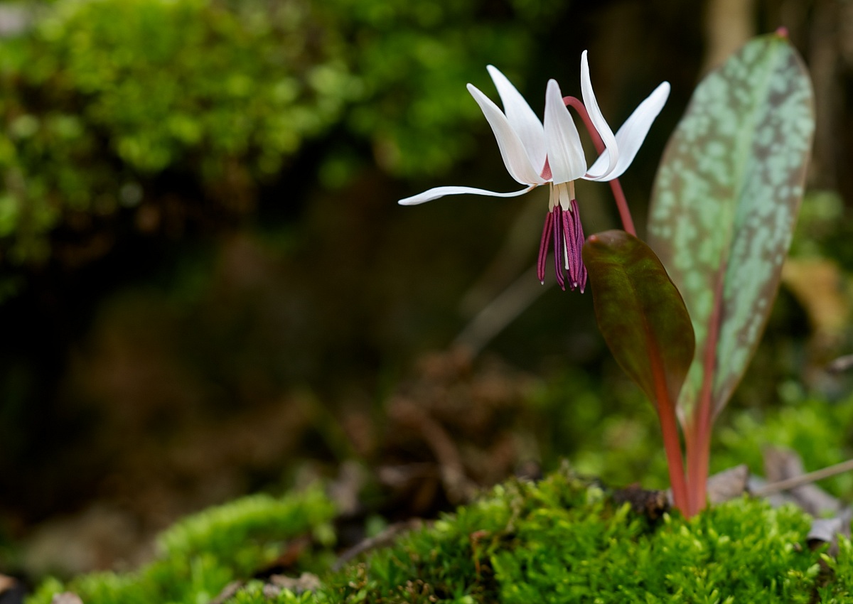 Erythronium dens-canis