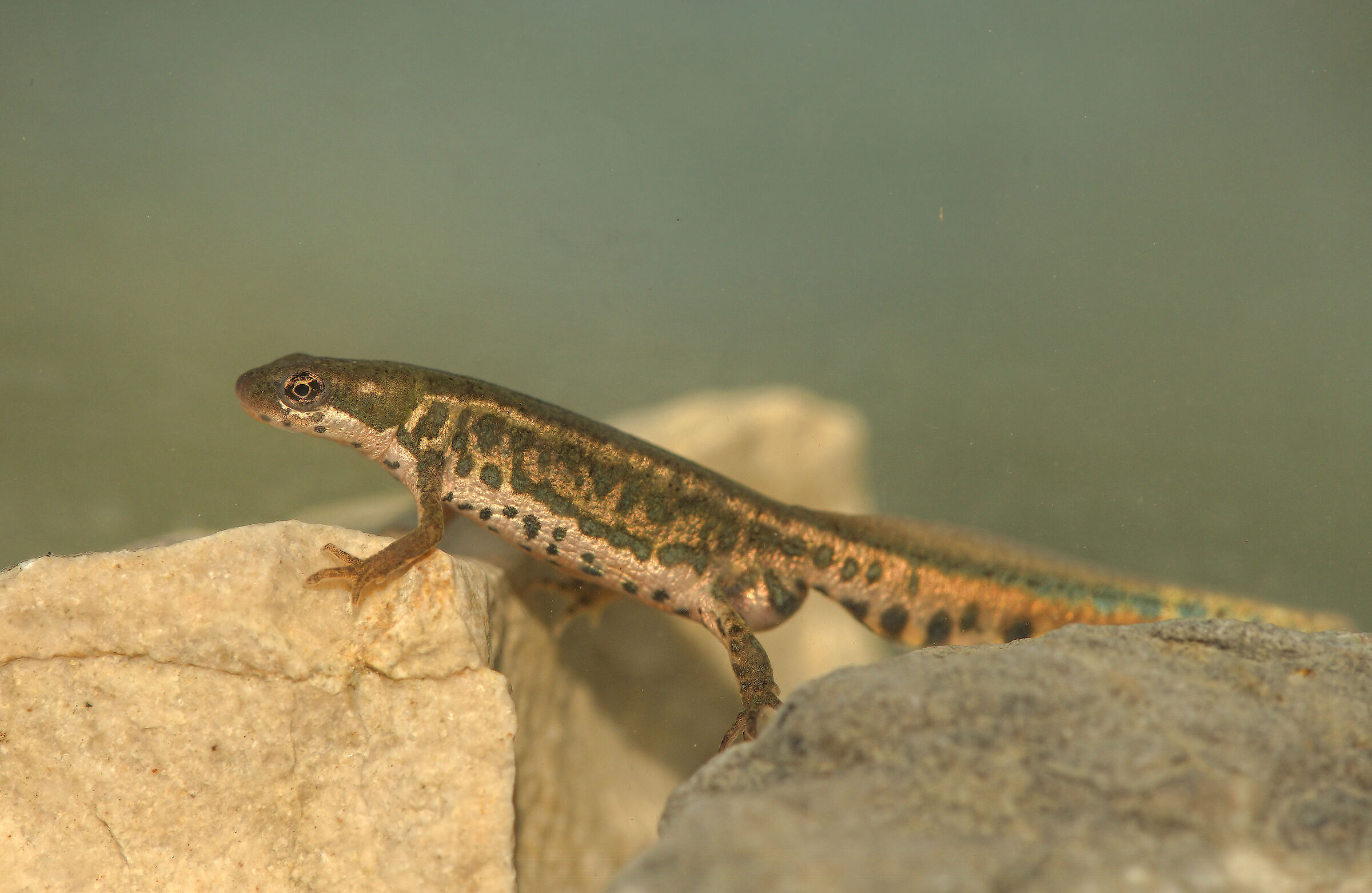 Tritone italiano maschio