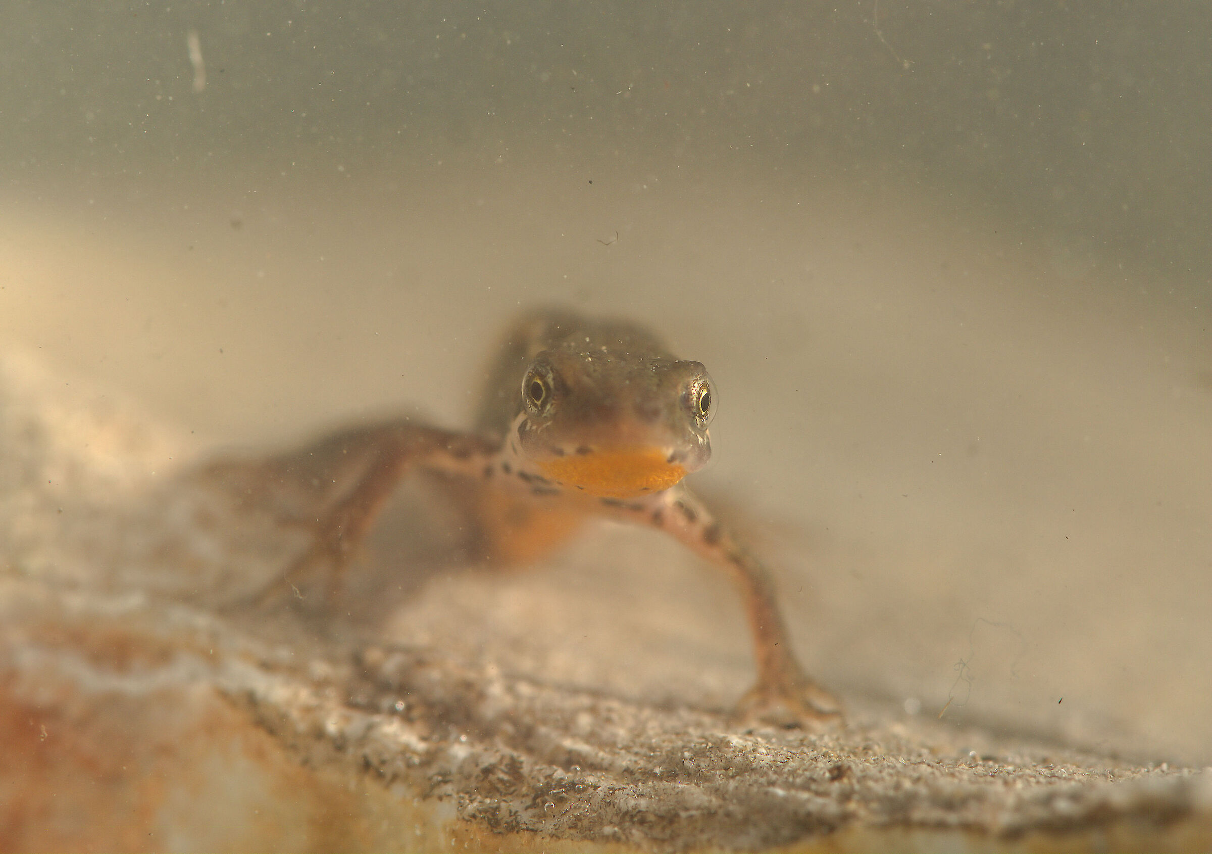 Tritone italiano maschio