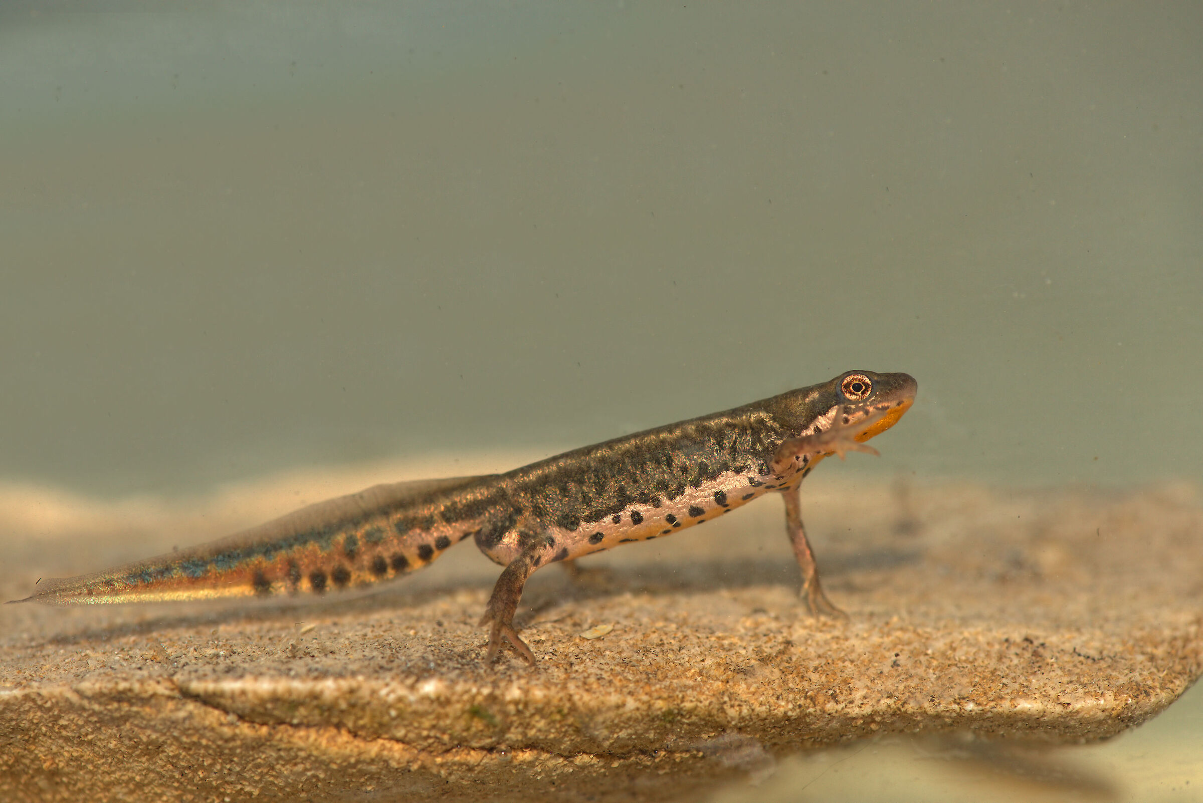 Tritone italiano maschio