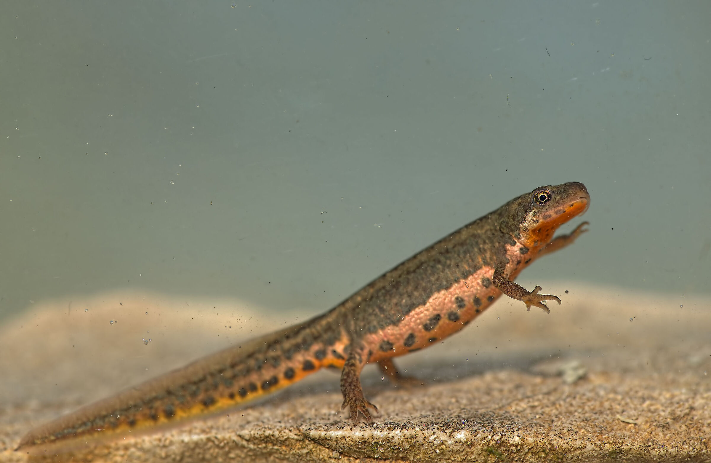 Tritone italiano femmina