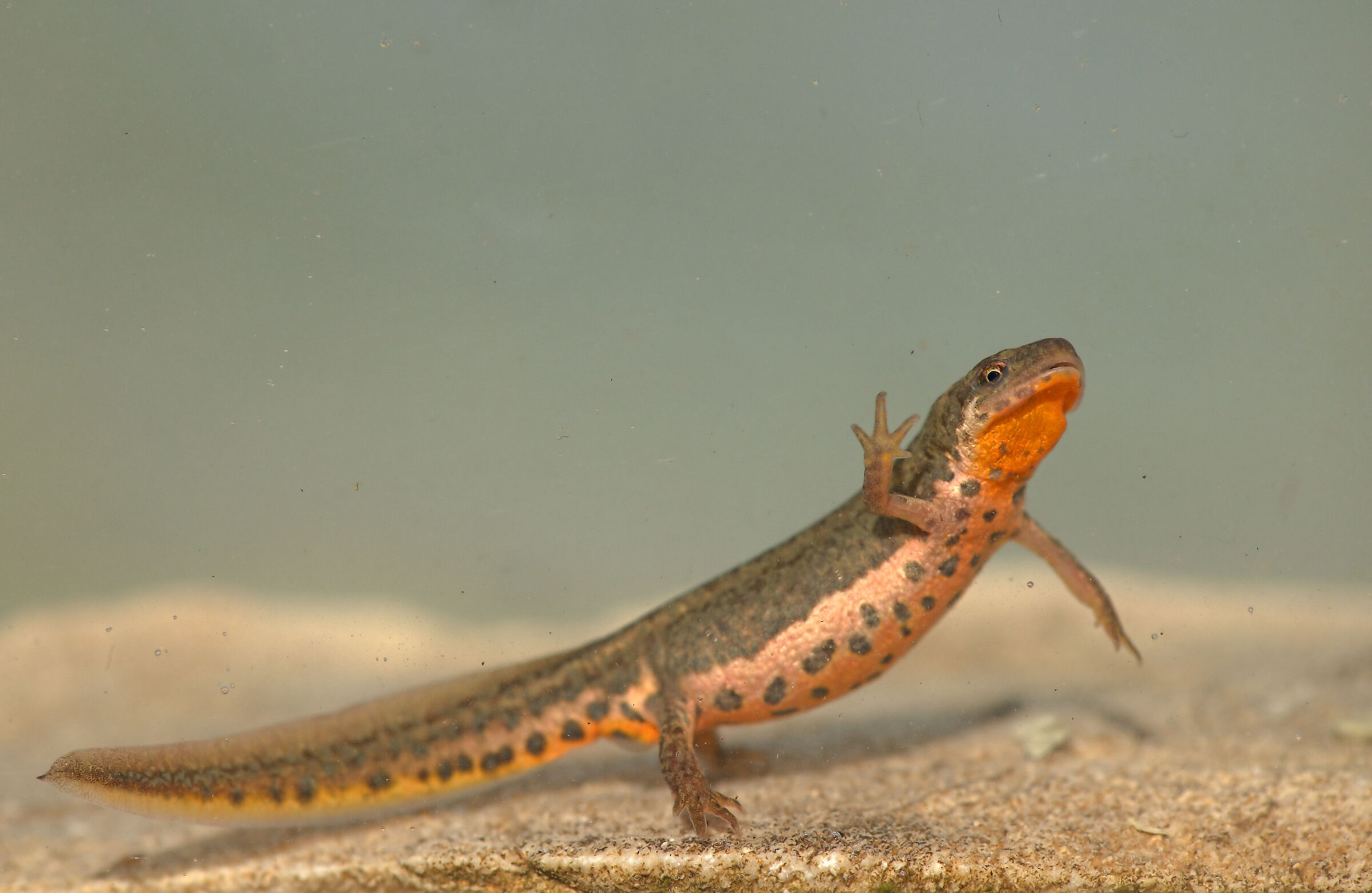 Tritone italiano femmina