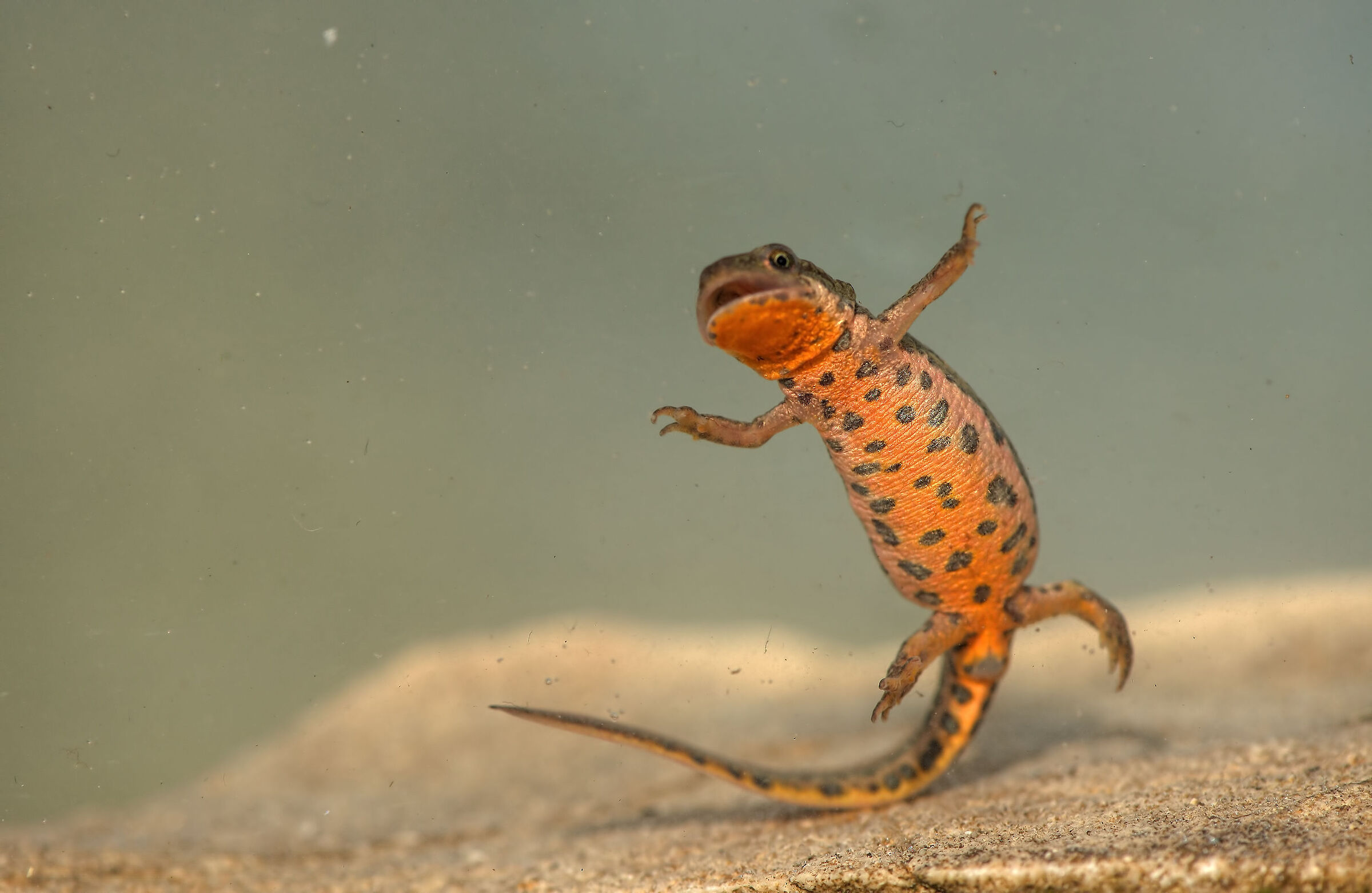 Tritone italiano femmina