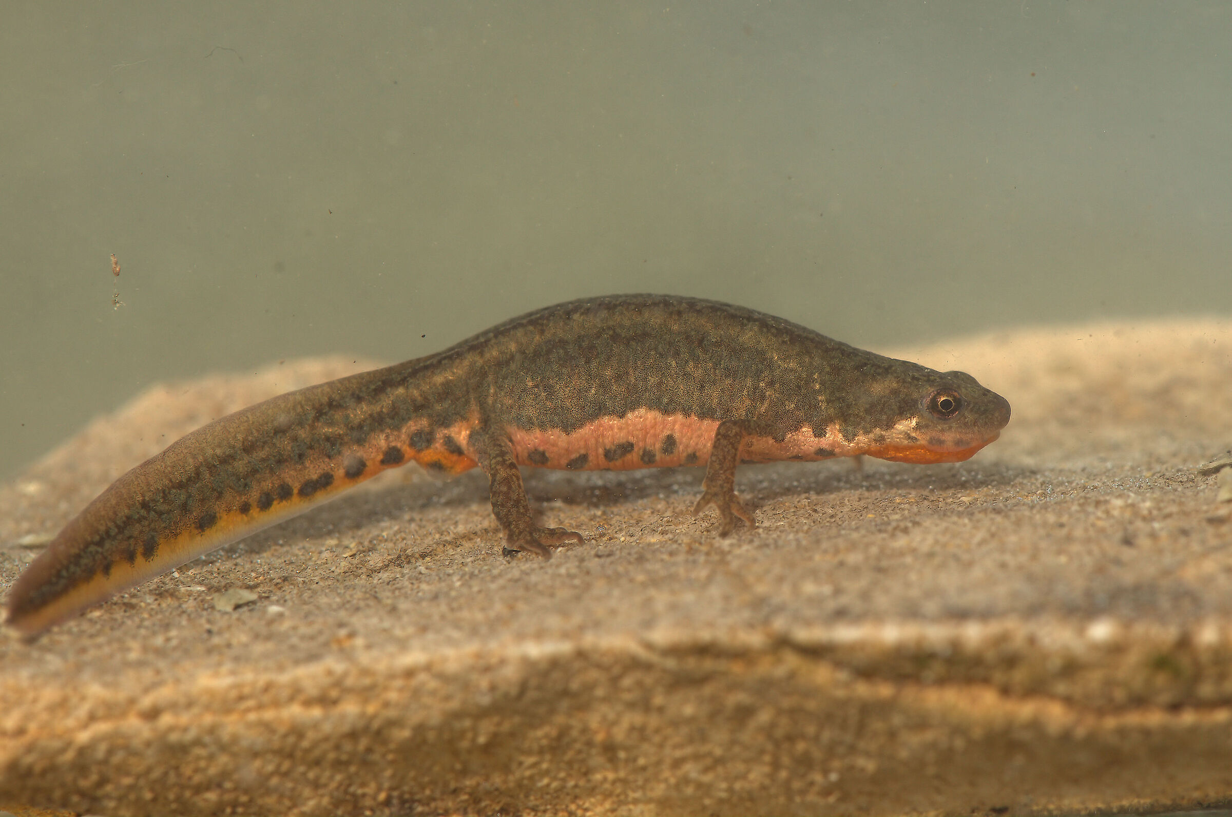 Tritone italiano femmina