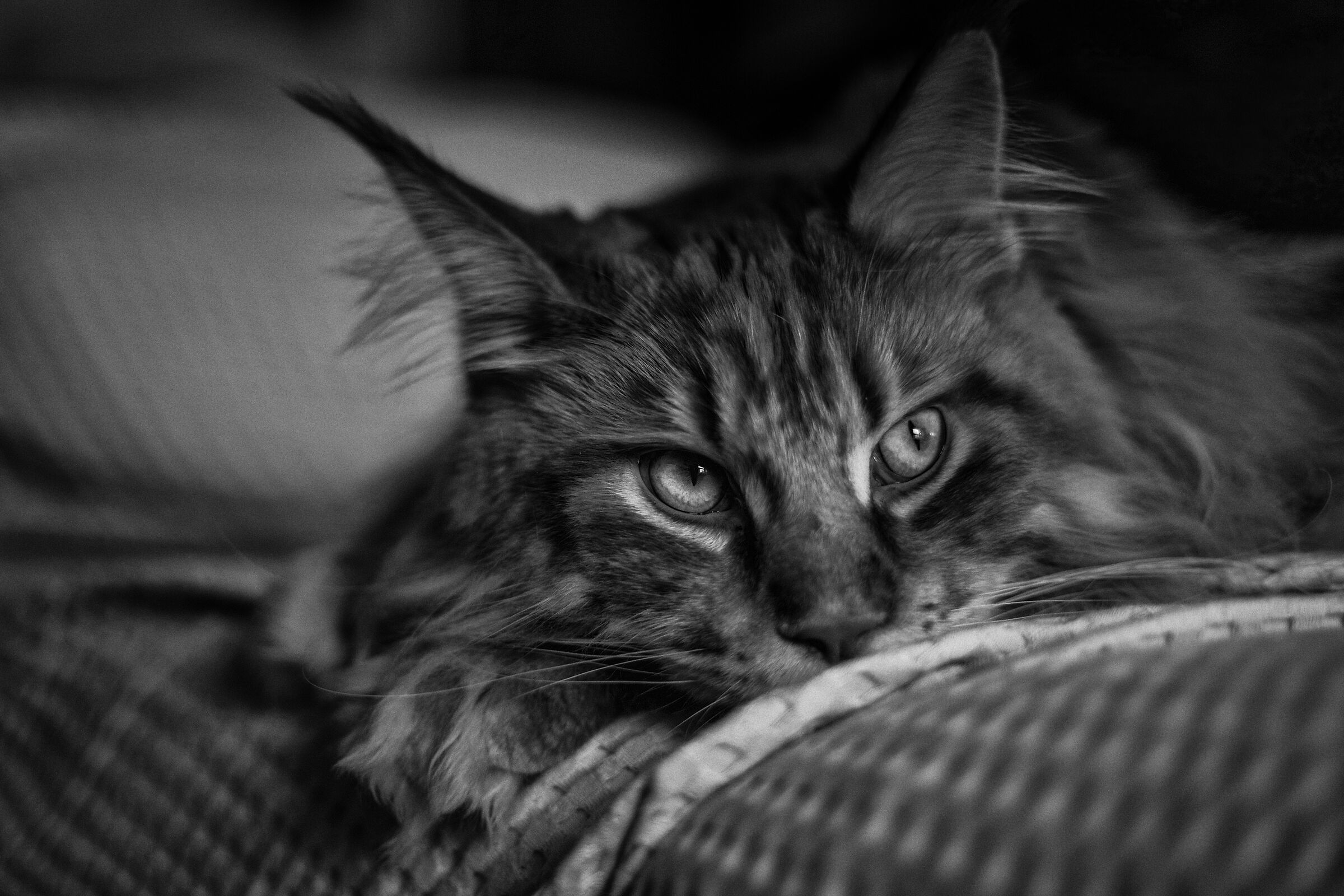 Firestorm X-Land.... per noi Theodore