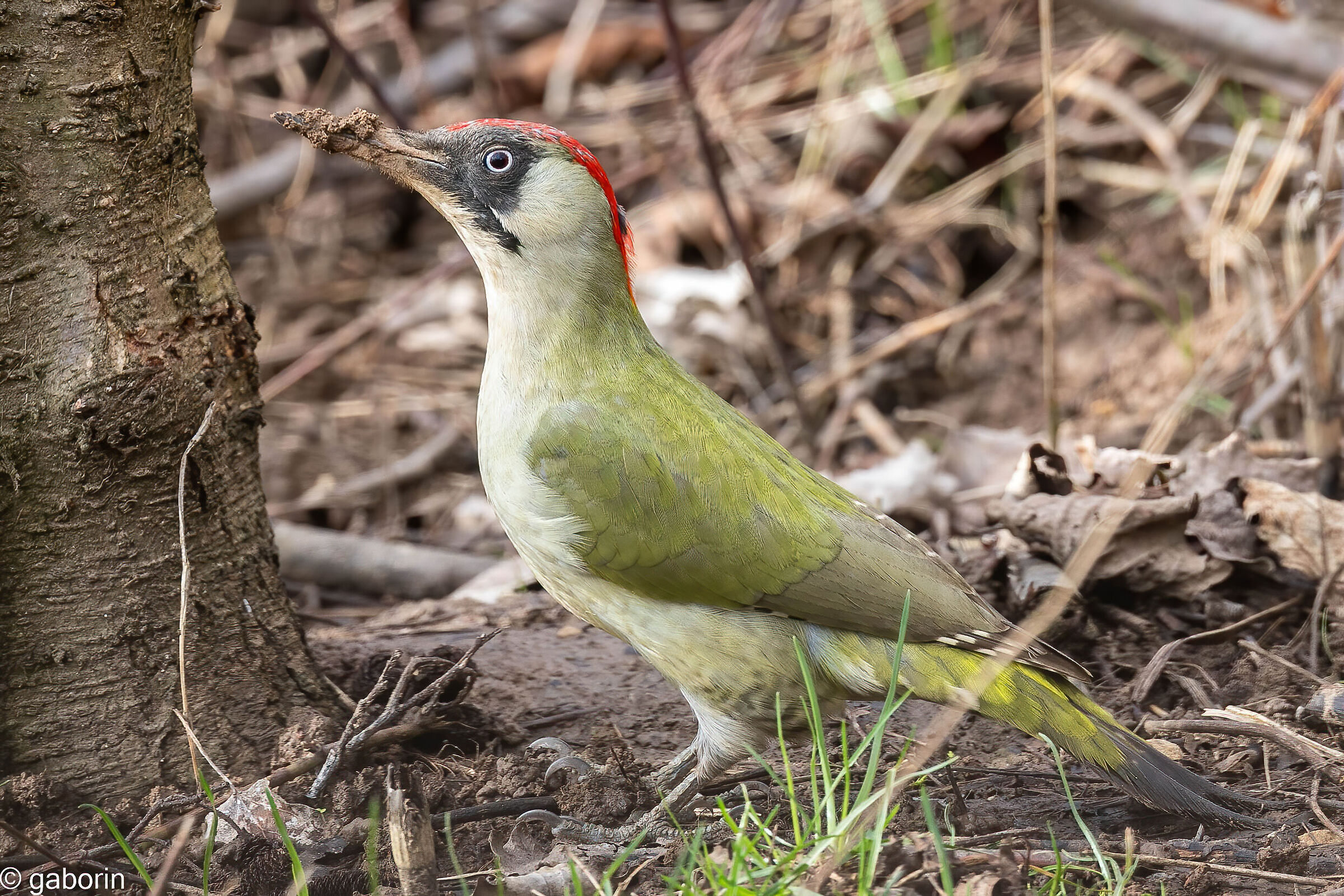 green woodpecker (f) digger