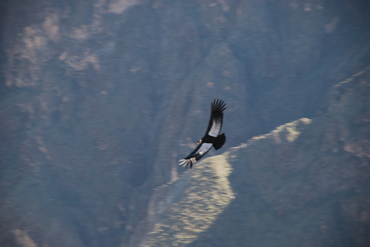 Condor delle Ande. Vultur gryphus.