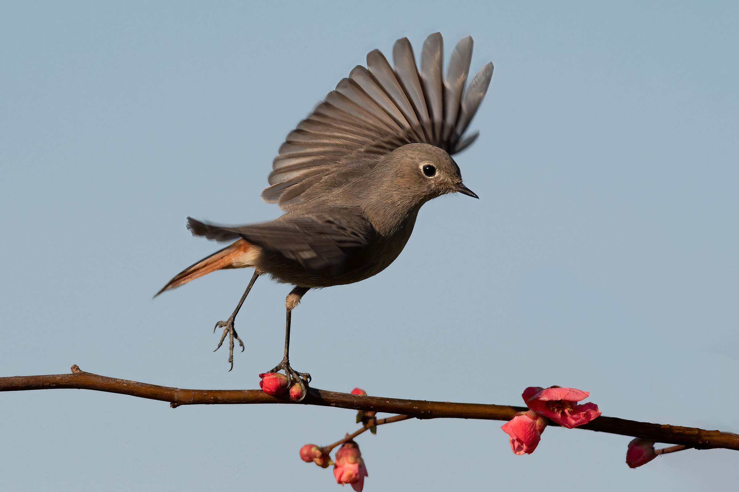 L'equilibrista